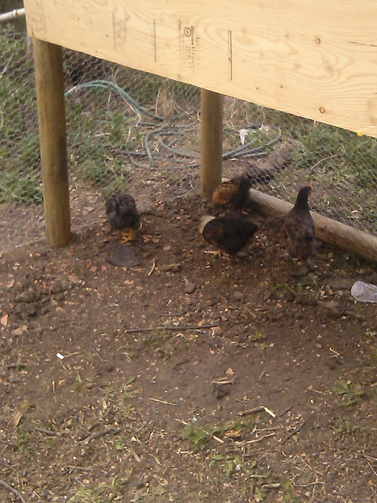 Girls checking out the new coop/run
