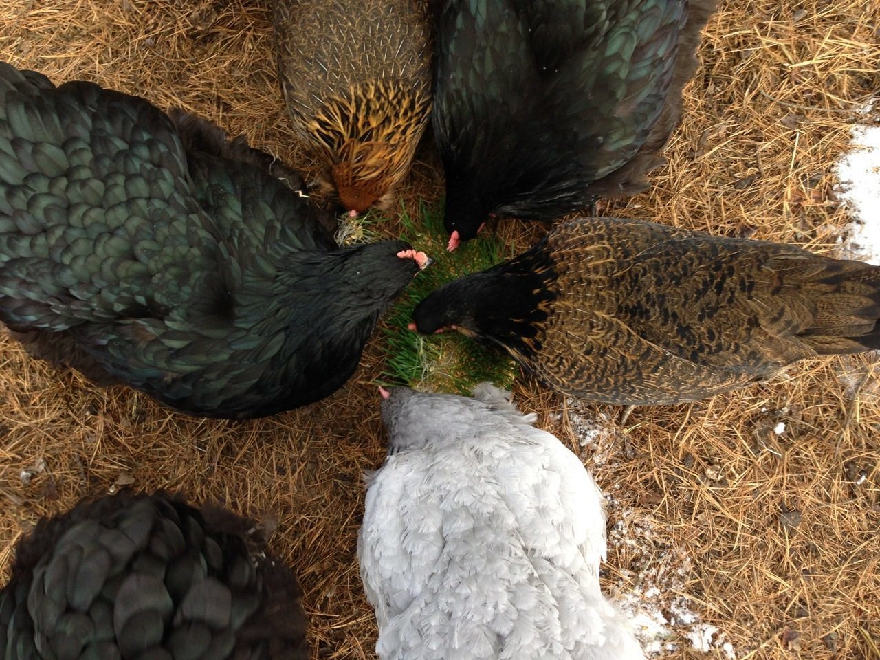 girls eating wheat grass