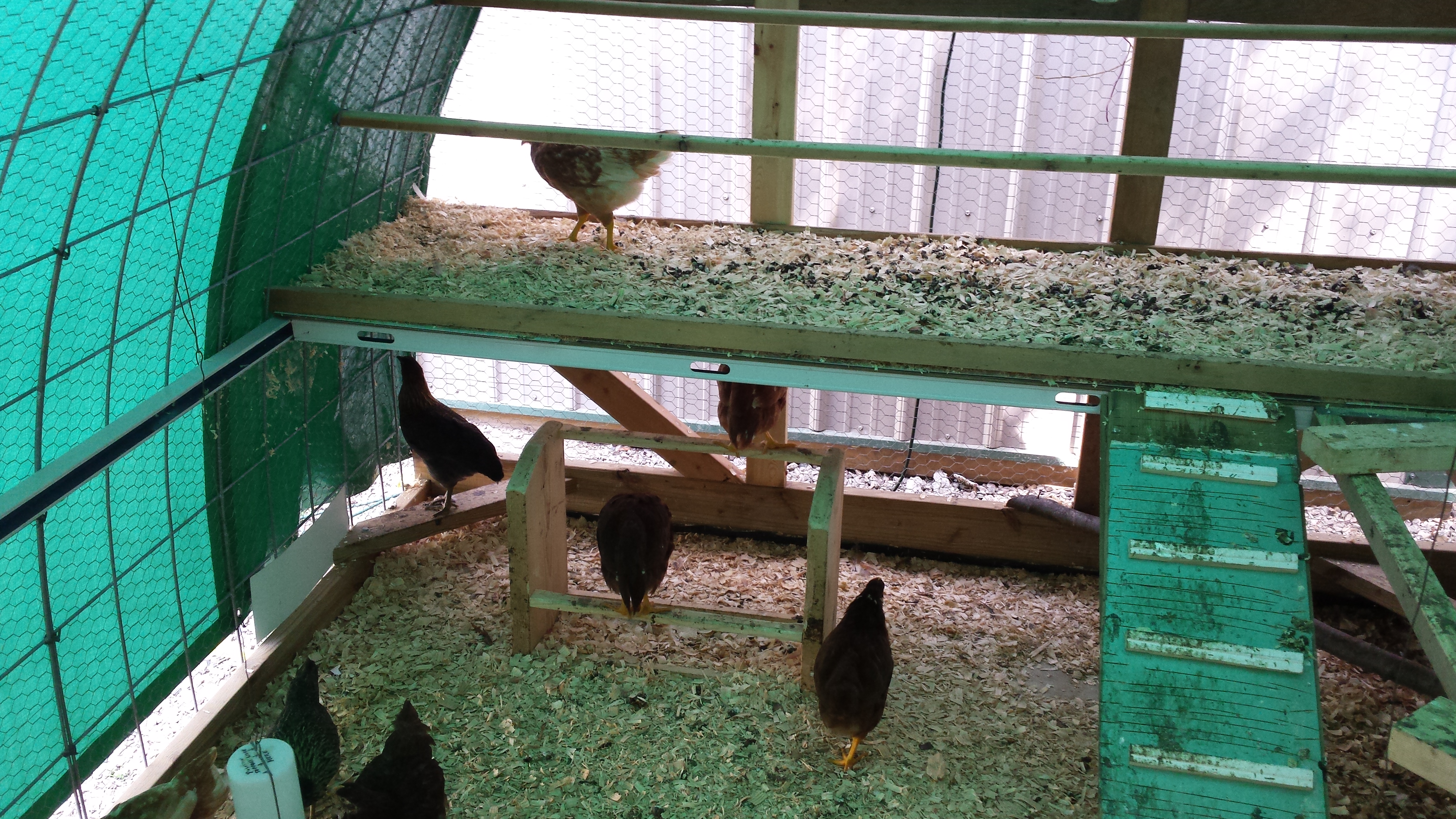 girls enjoying more light as rear and top tarps are removed prior to installing 1" foil faced foam board for insulation