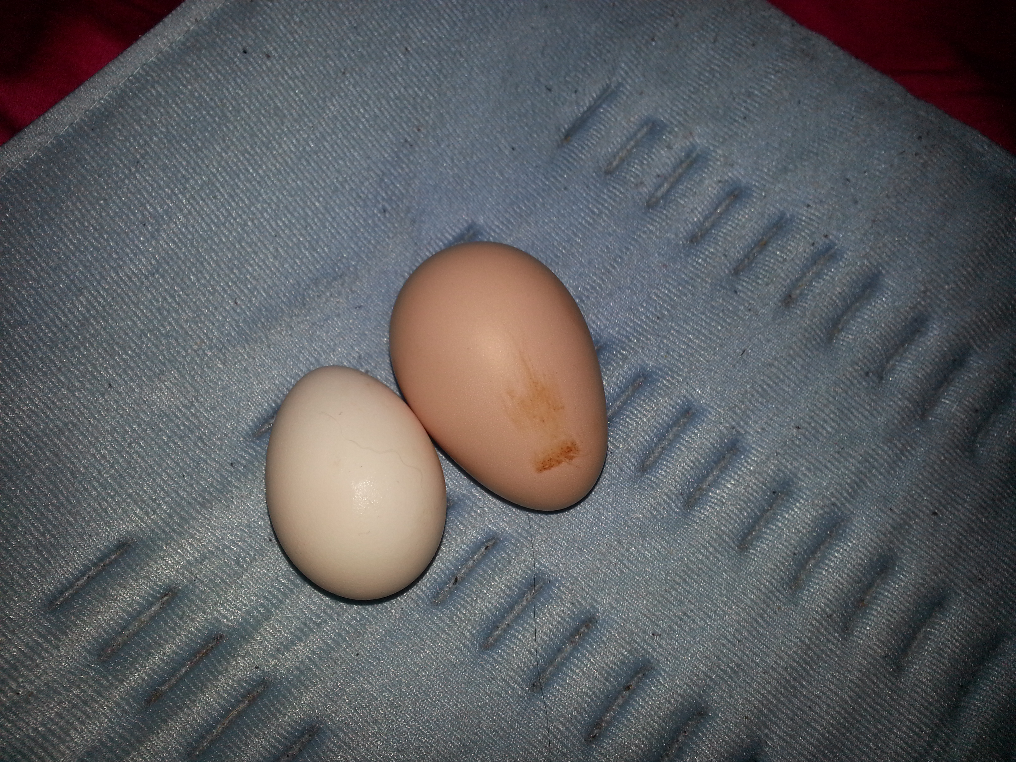 Girls first eggs..the one on the r looks extra ouchy poor chicky-doo bled a bit.8 (