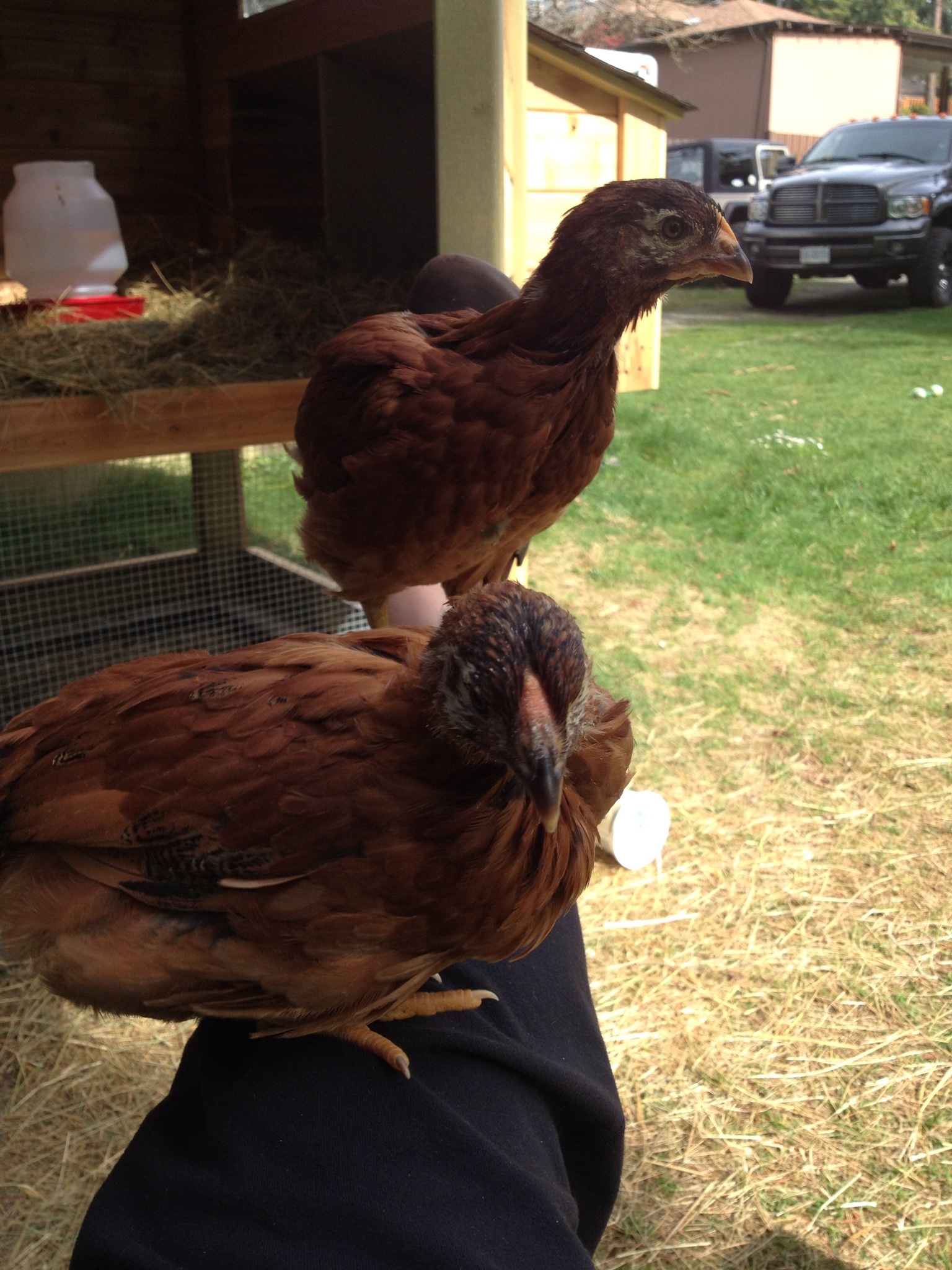 Girls jumped up and rested on my leg :)