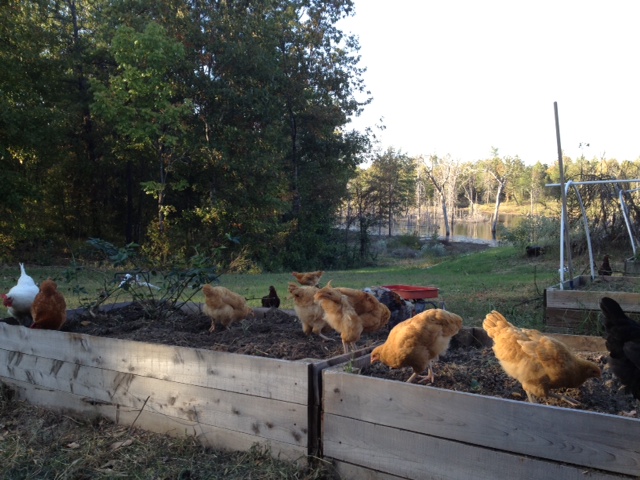 Girls sratching in raised garden beds