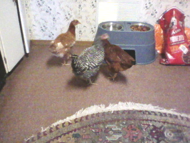 Girls were caught in the house in autumn 2012