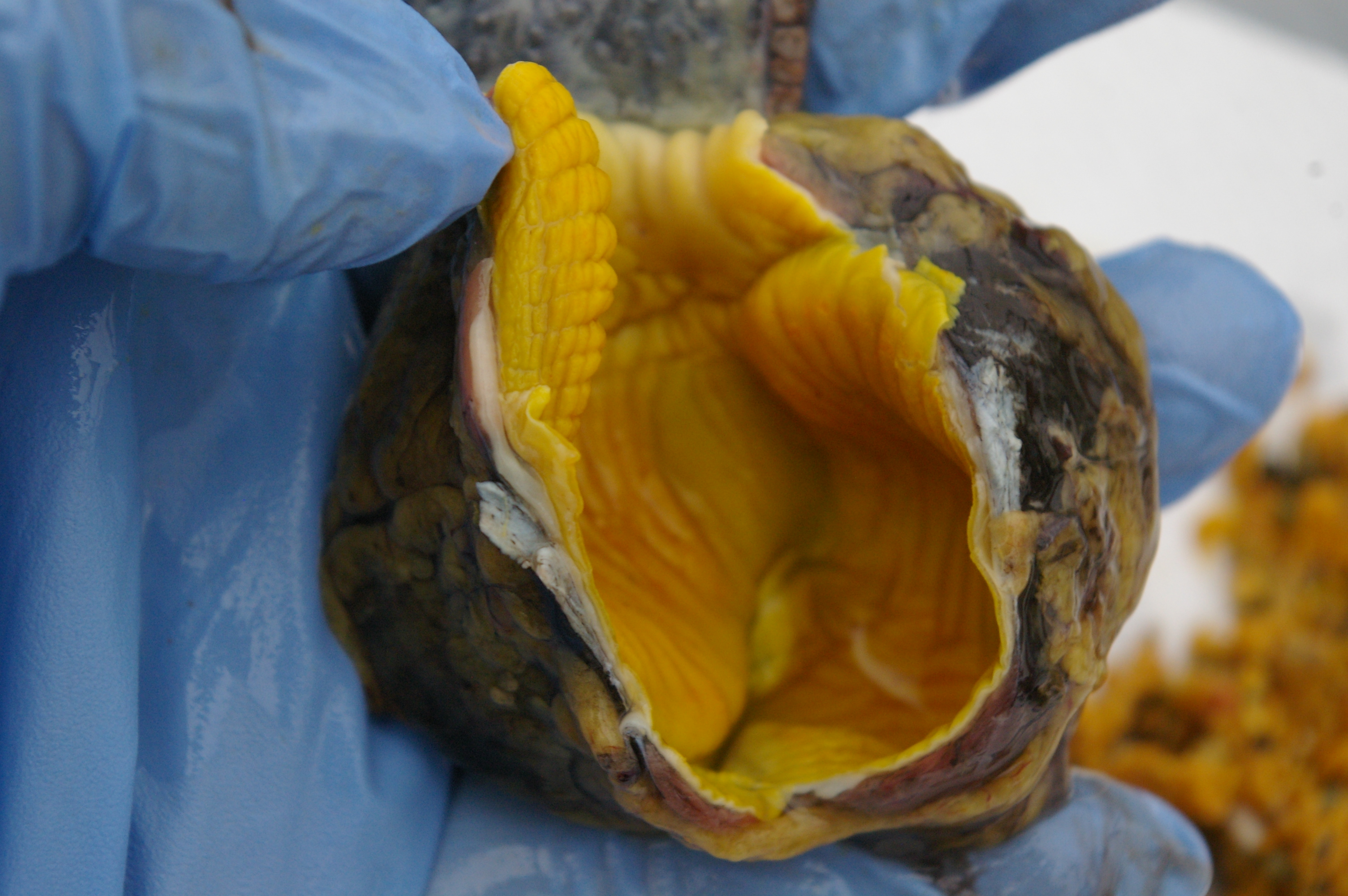 Gizzard cleaned out. This is a very solid thing. The walls are solid muscle so that they have the power to grind the food up. The ridges are hard and leathery in texture.
Yellow colour must be from the Gall bladder secretions.