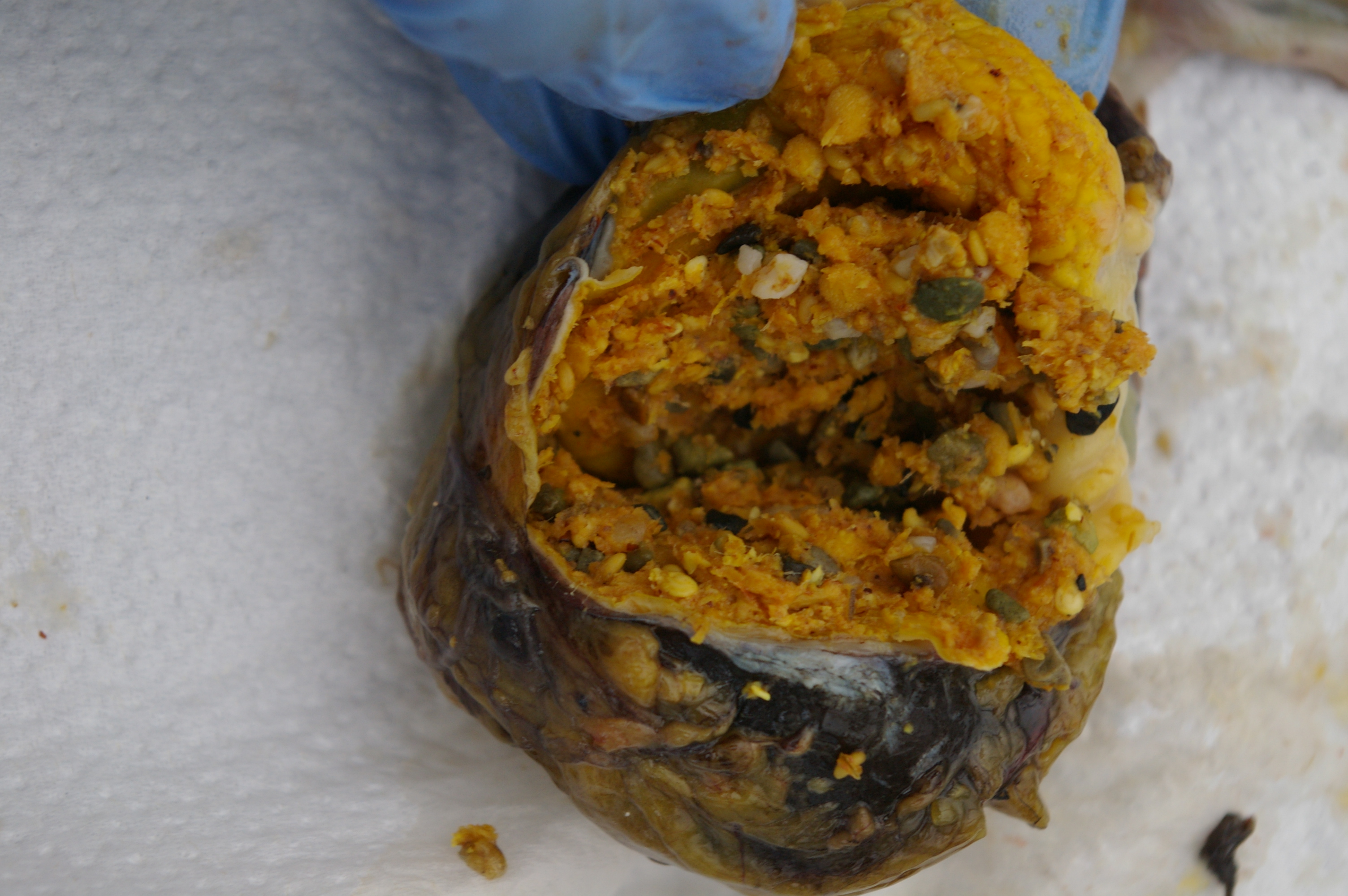 Gizzard cut open to reveal contents