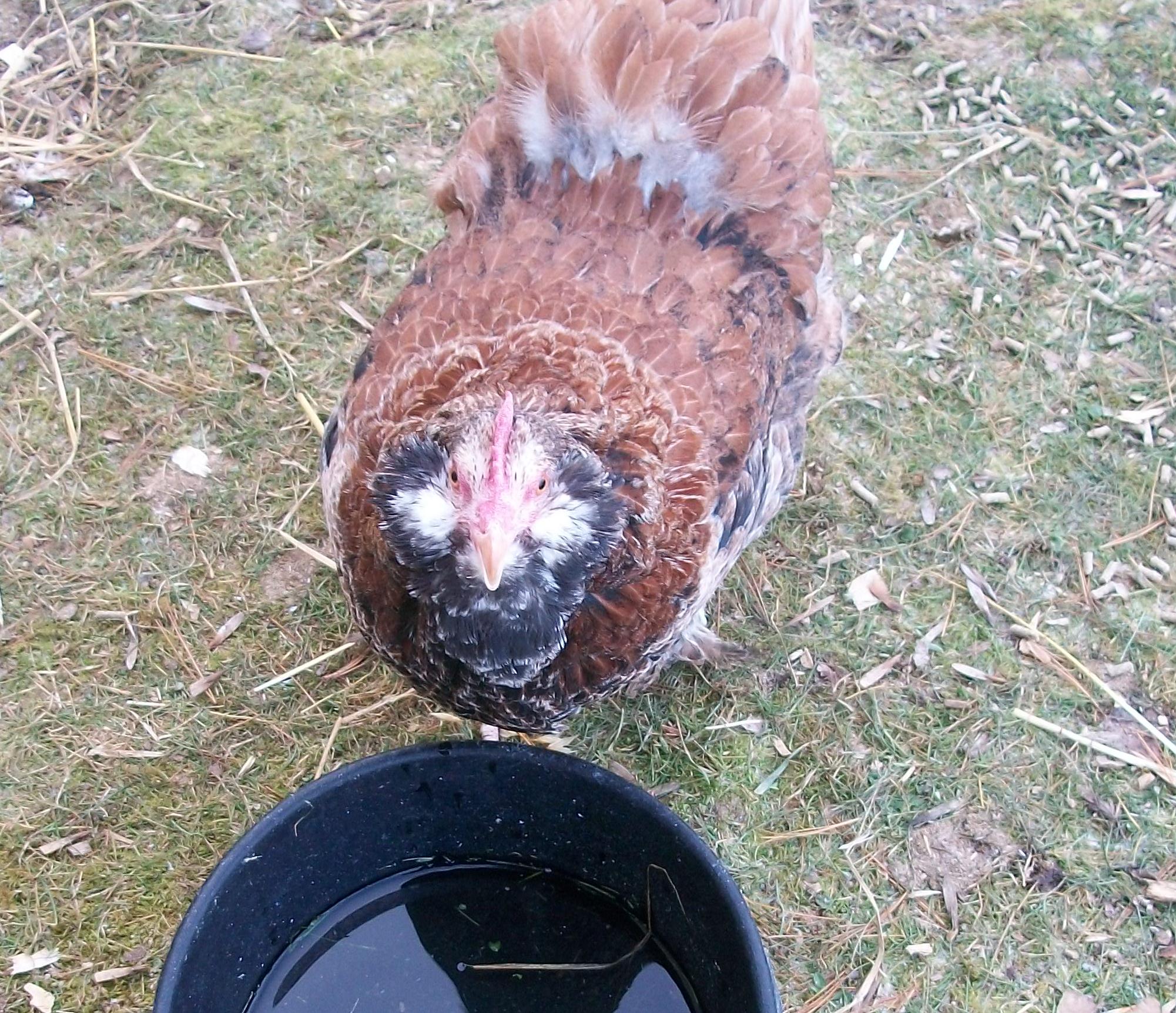 Gladys, the Faverolle.