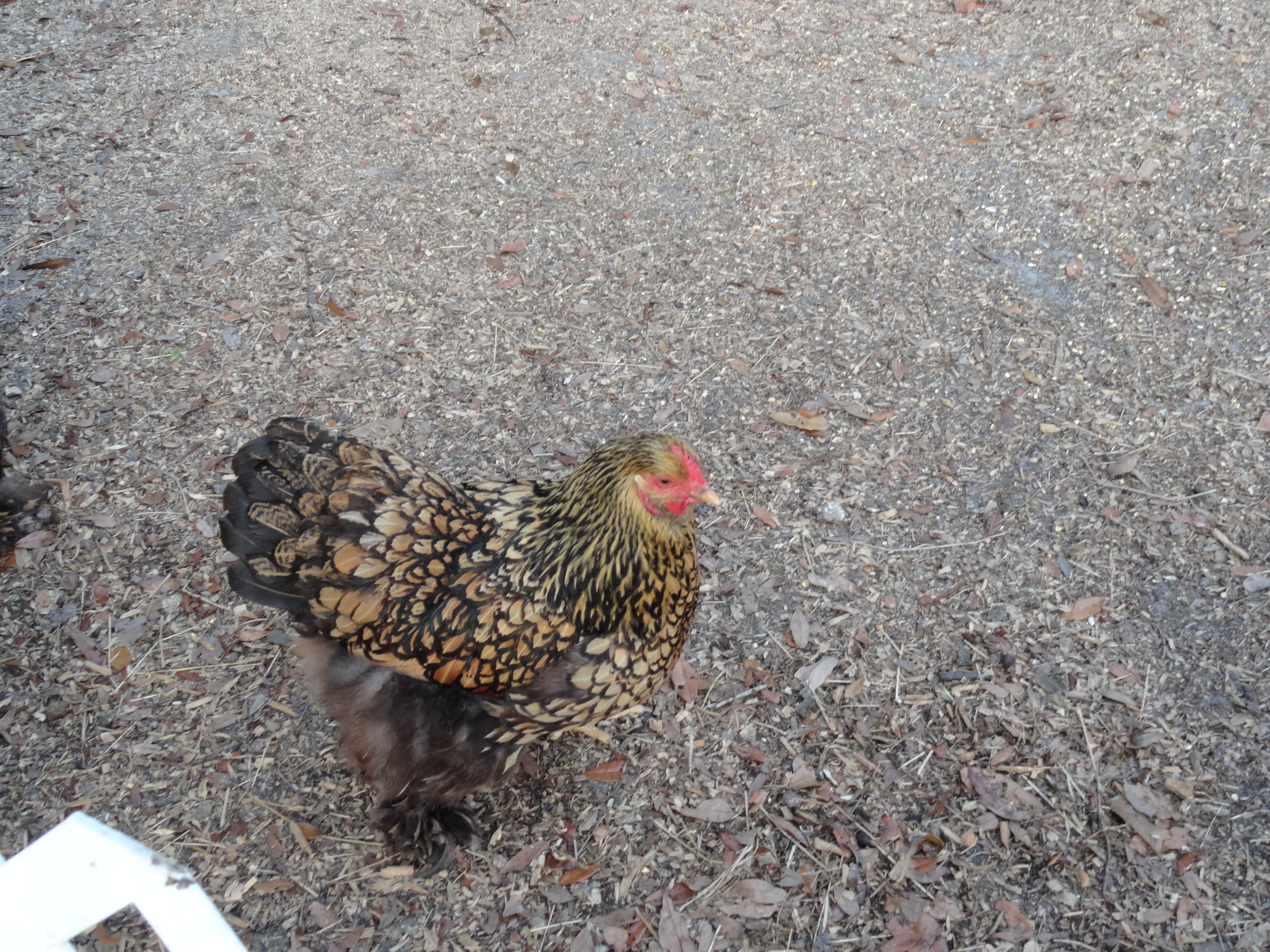 GLC hen