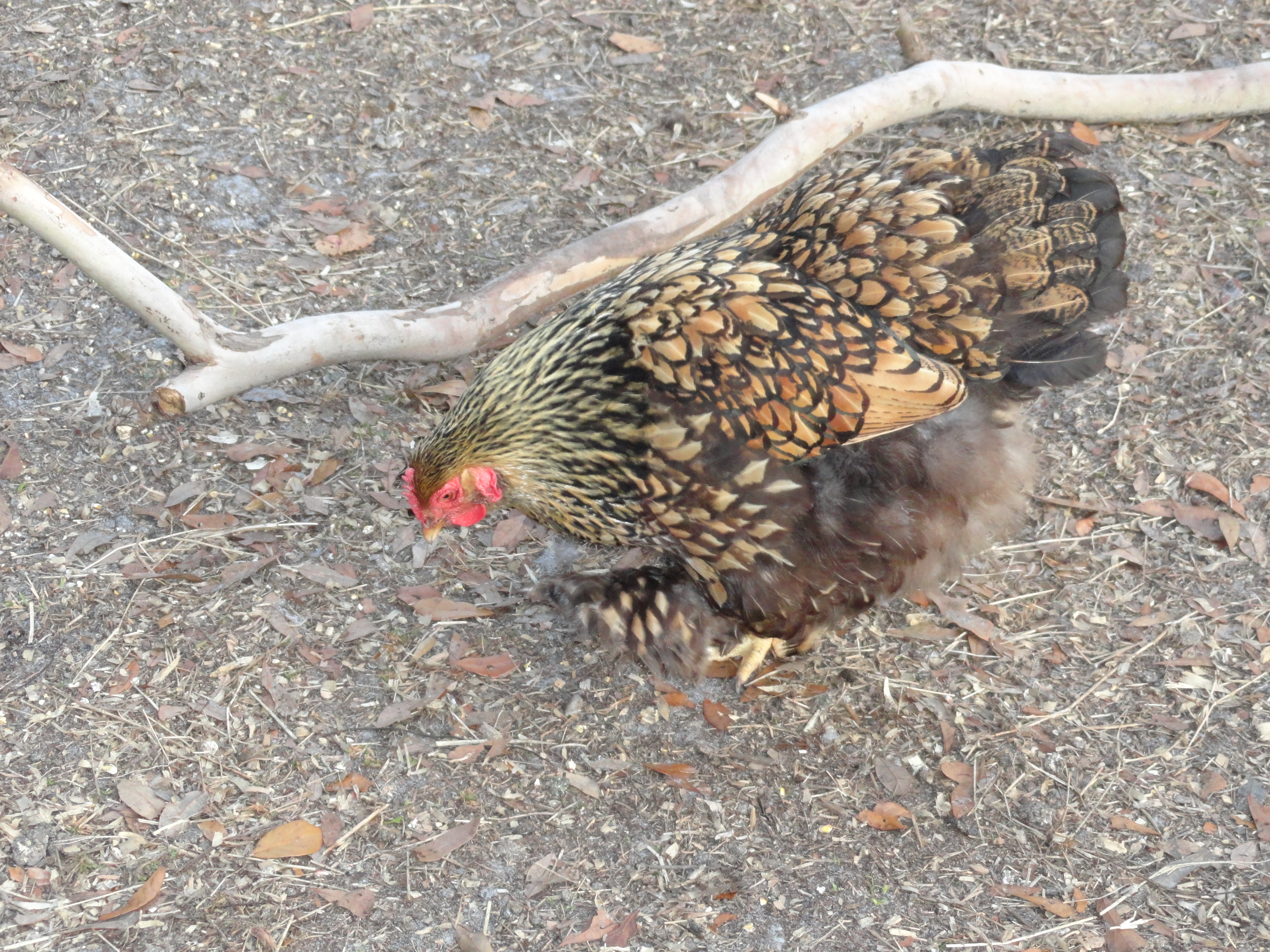 GLC hen
