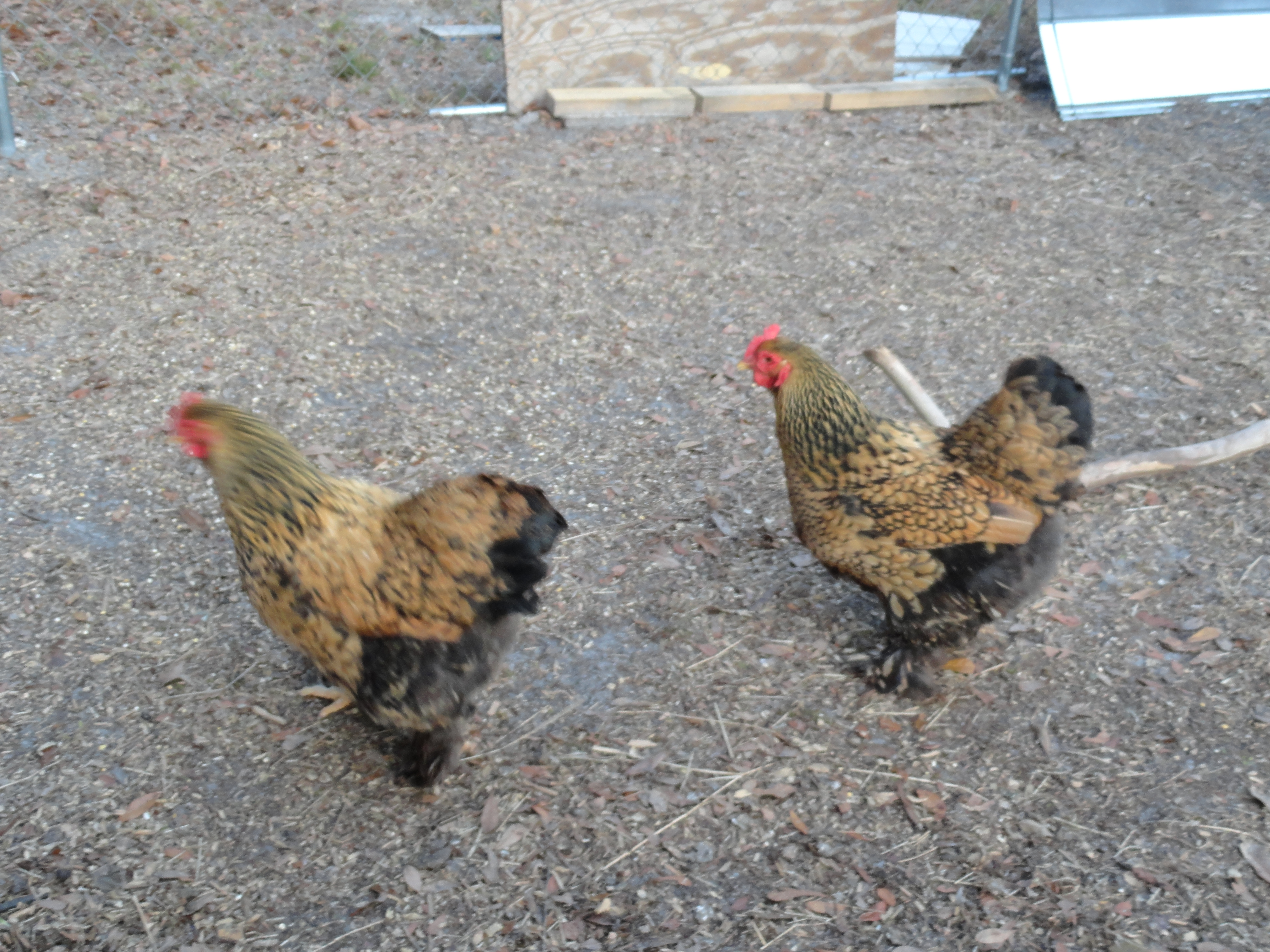 GLC hens