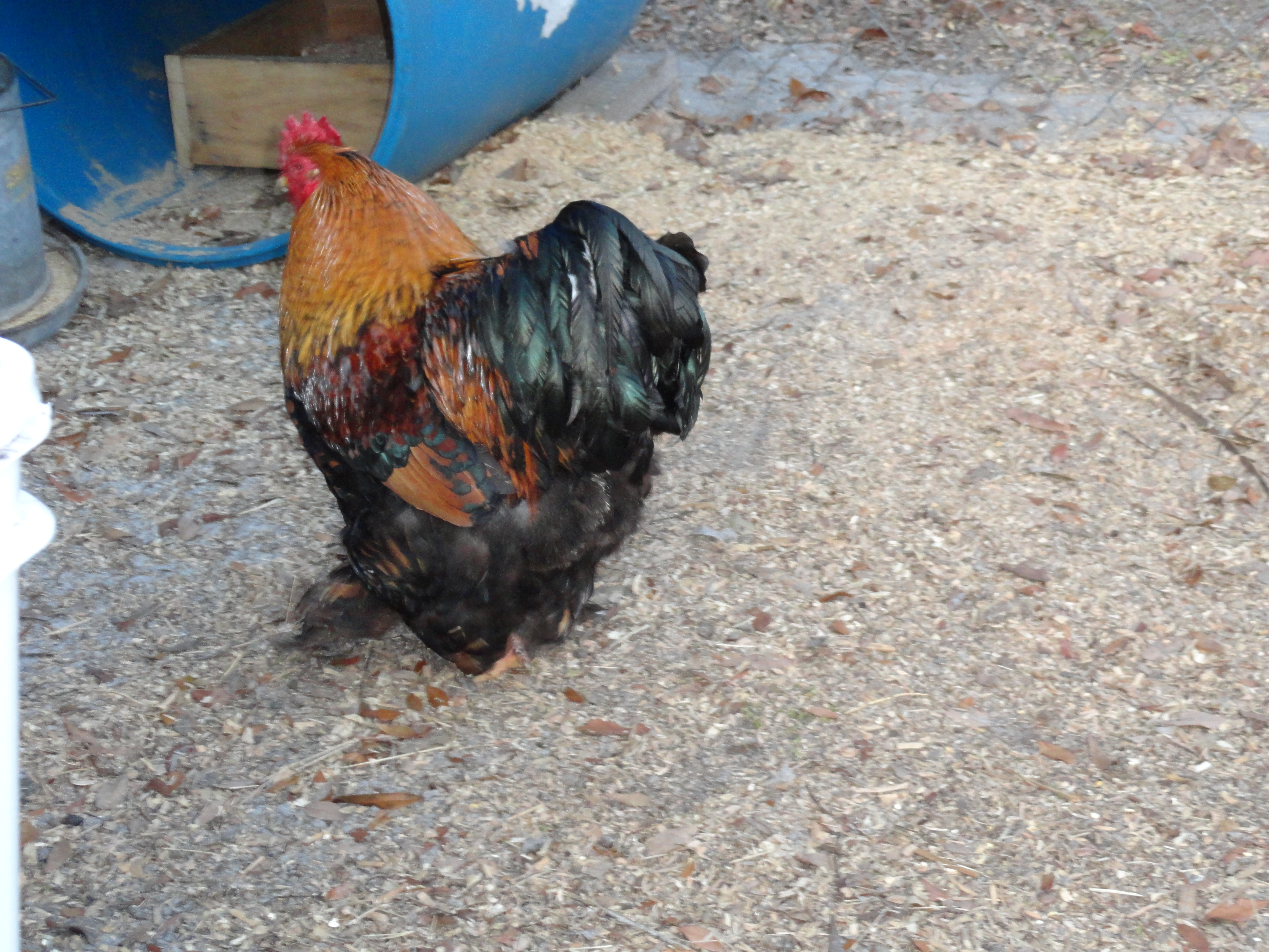 GLC rooster, Goliath