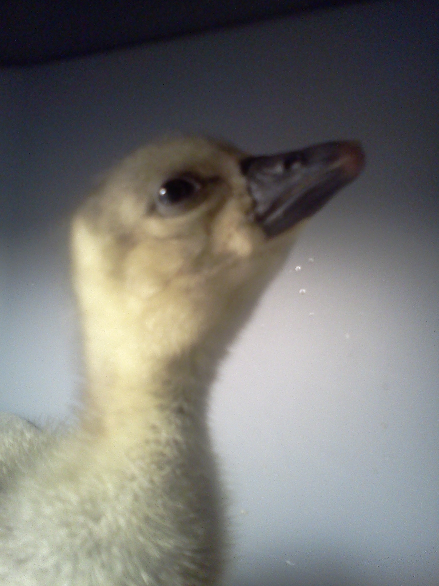 Glenn as a baby.