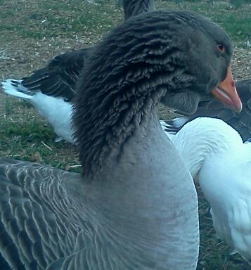 Glenn at around 1 yr.. Gertie in the background