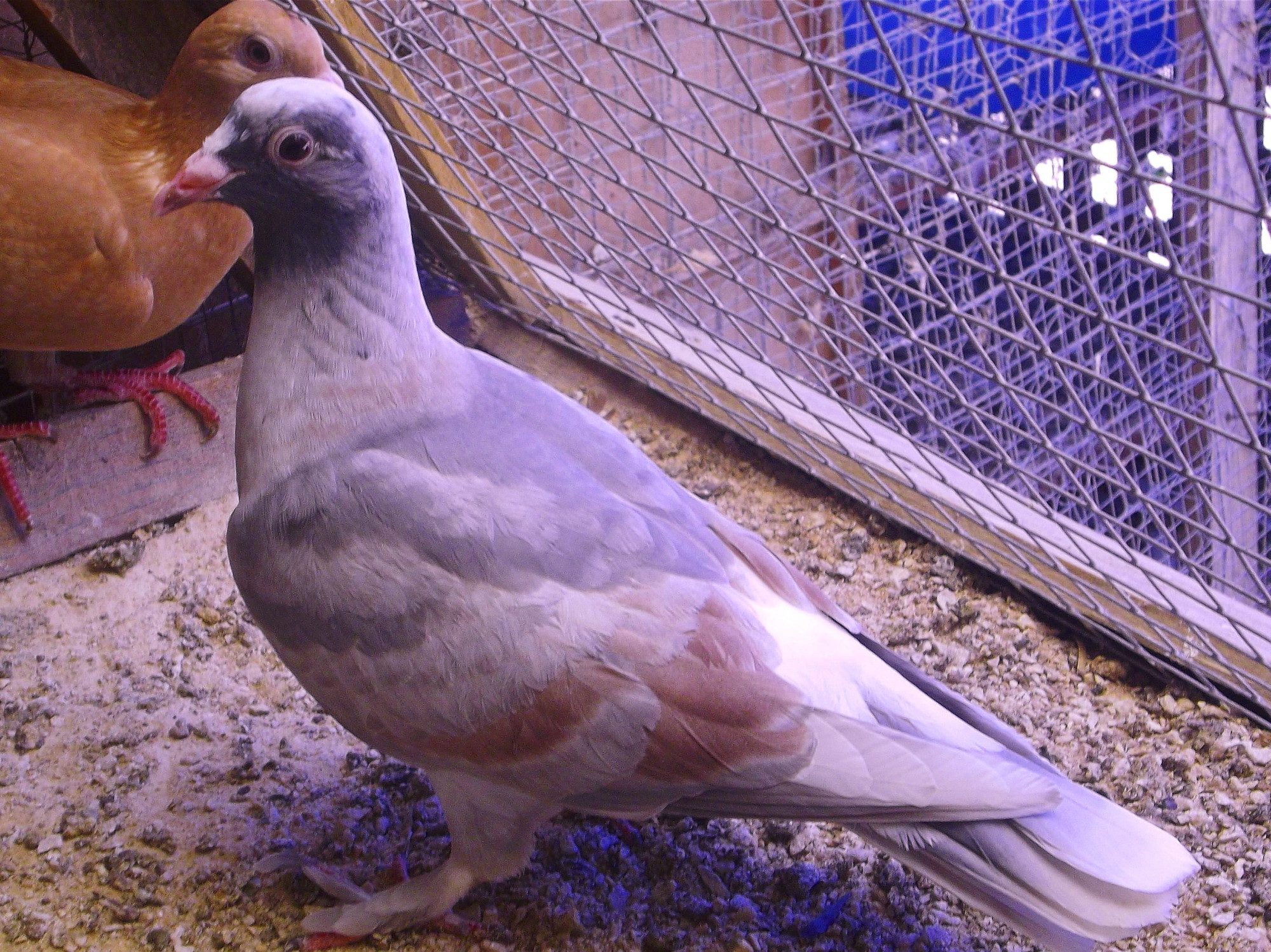Globally unique Harlequin Bar with Stockings. Pigeon exhibited has a defining and individually varied color sequence and an attractive pastel shade of lilac can be seen to the bird's back and shoulders, together with the colors Charcoal, red, grey and white to plumage embodiment.