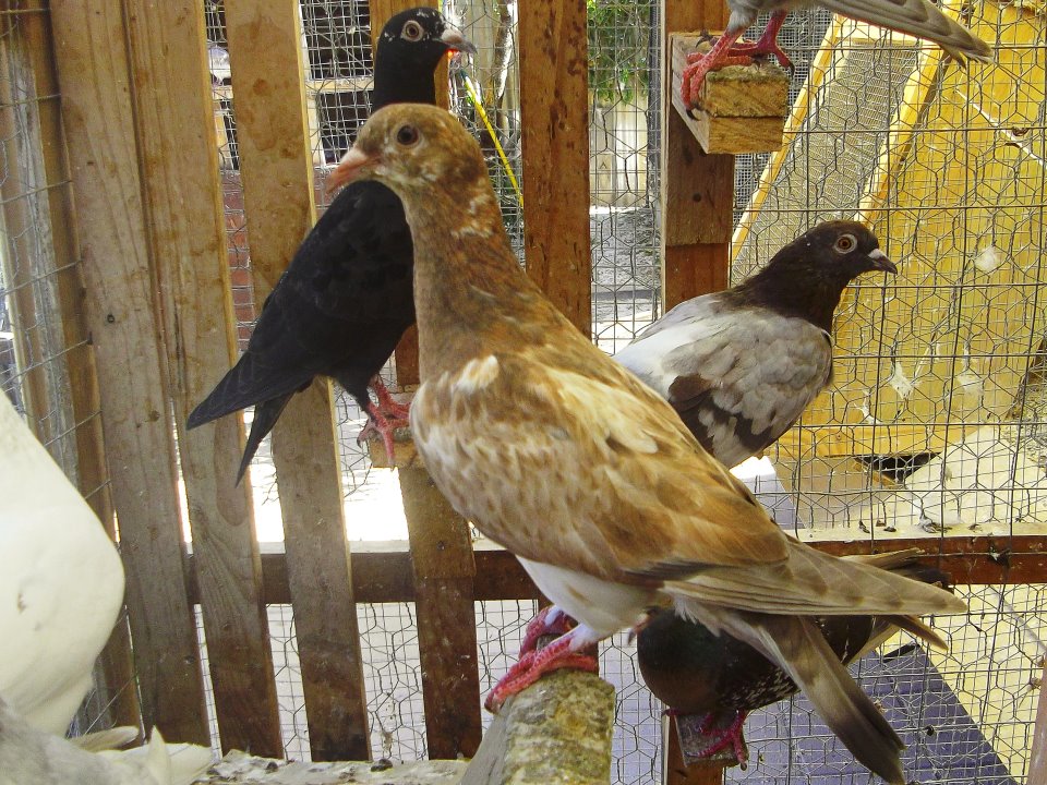 Globally unique mutative Cinnamon fledgling bred by Manny Arquette 2011. Please note the tail which clearly distinguishes the Cinnamon-Genome from that of the Ash-Red, Recessive red and Indigo mimic-red. I have several of this bloodline to pursue further breeding research development and it is another exciting addition to my many mutative color varieties. The eye-catching Cinnamon color exhibited herein certainly stands out from the red and brown colored pigeons.