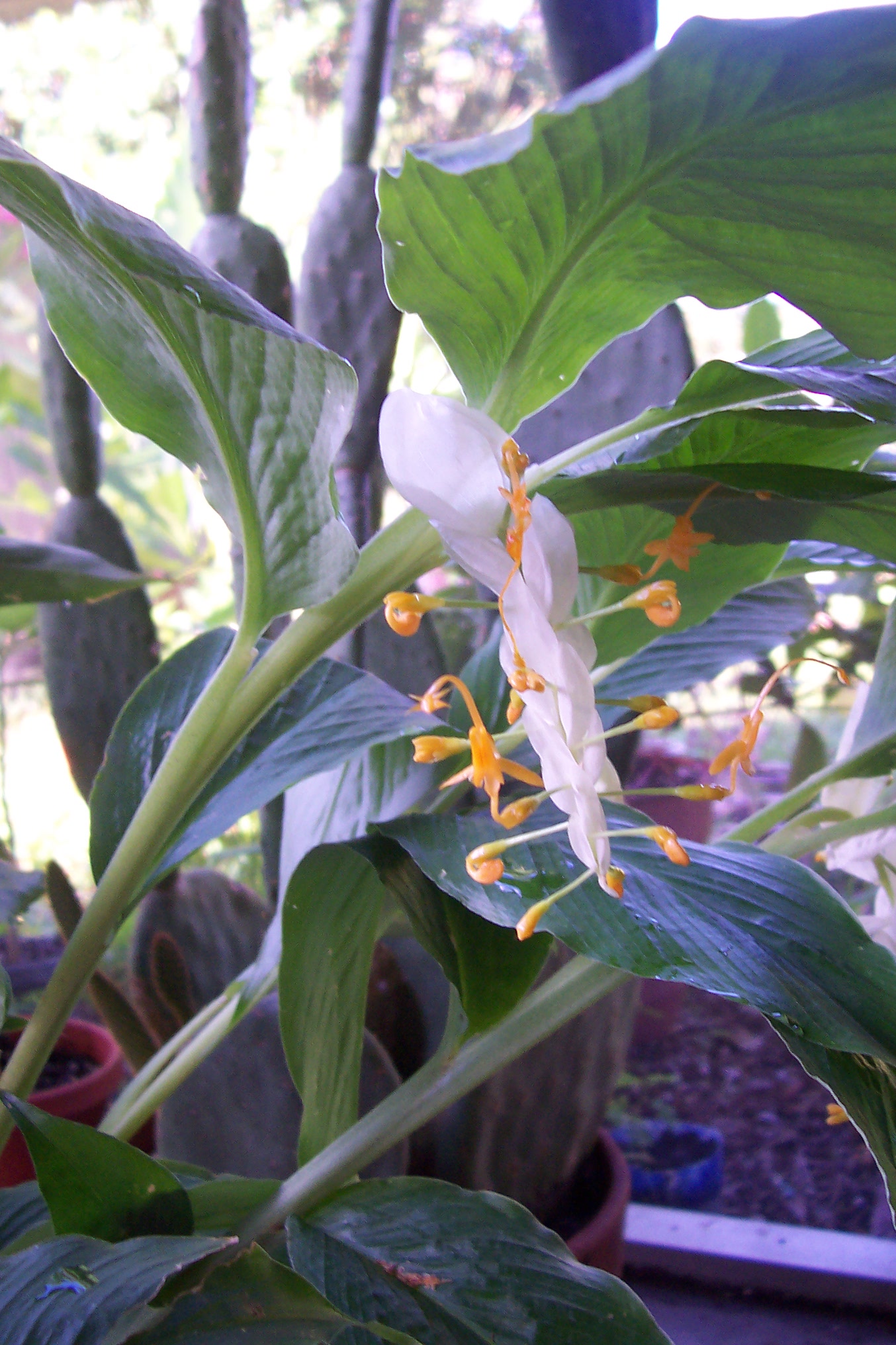 Globba ginger. White Dragon