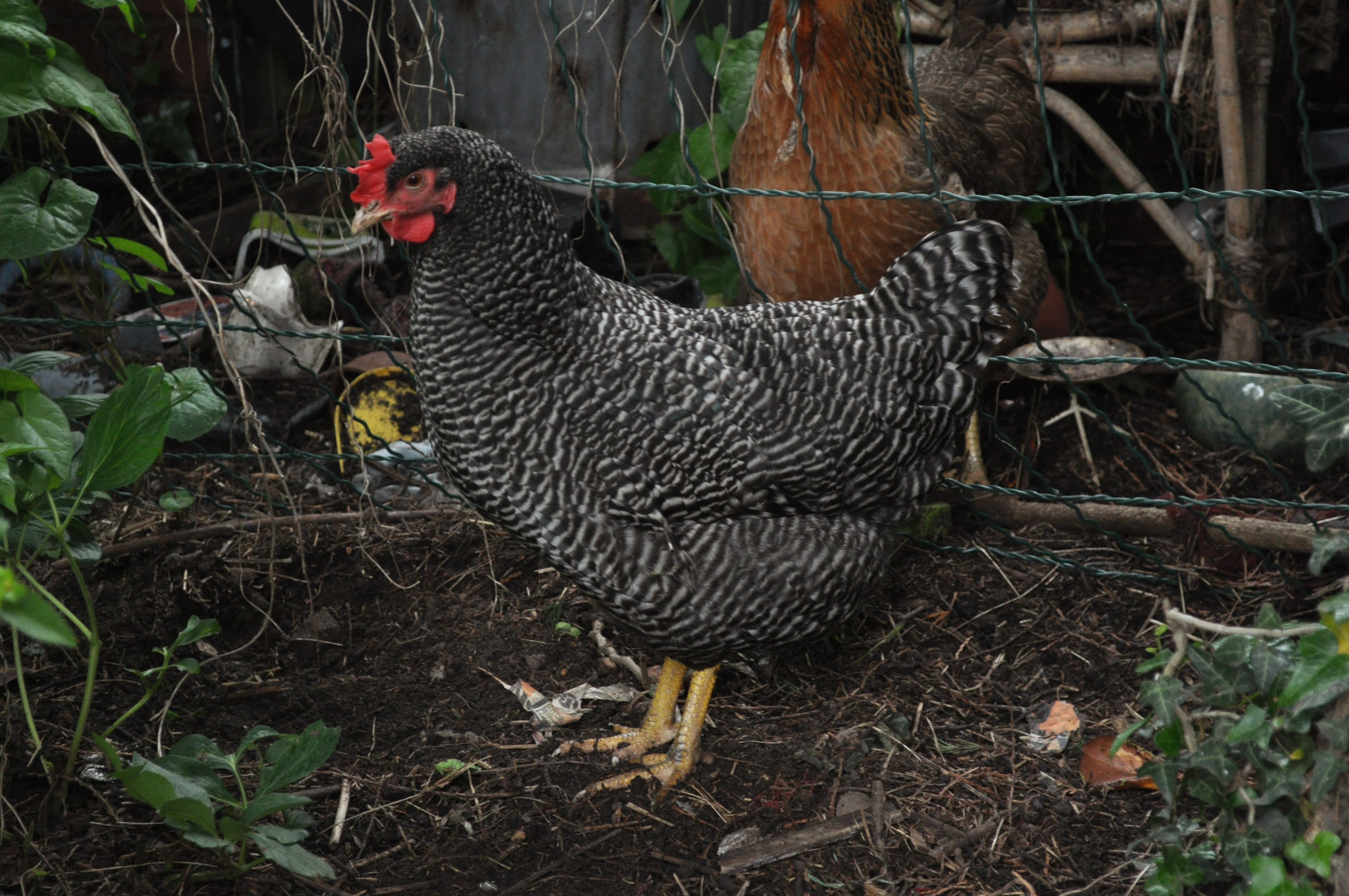 Gloria Pebble-Feathers AKA The Boss!