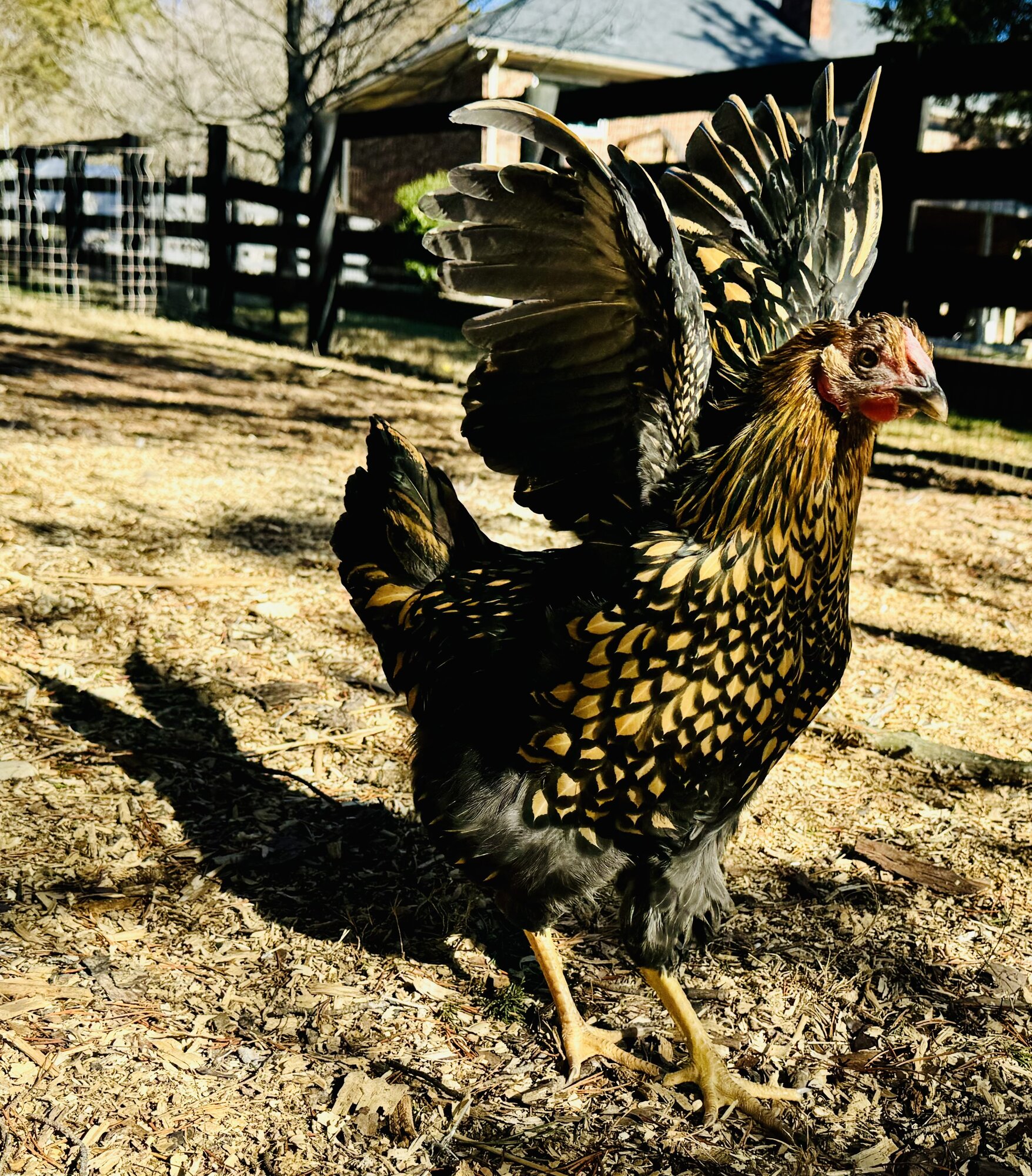 GLW Bouncing Back