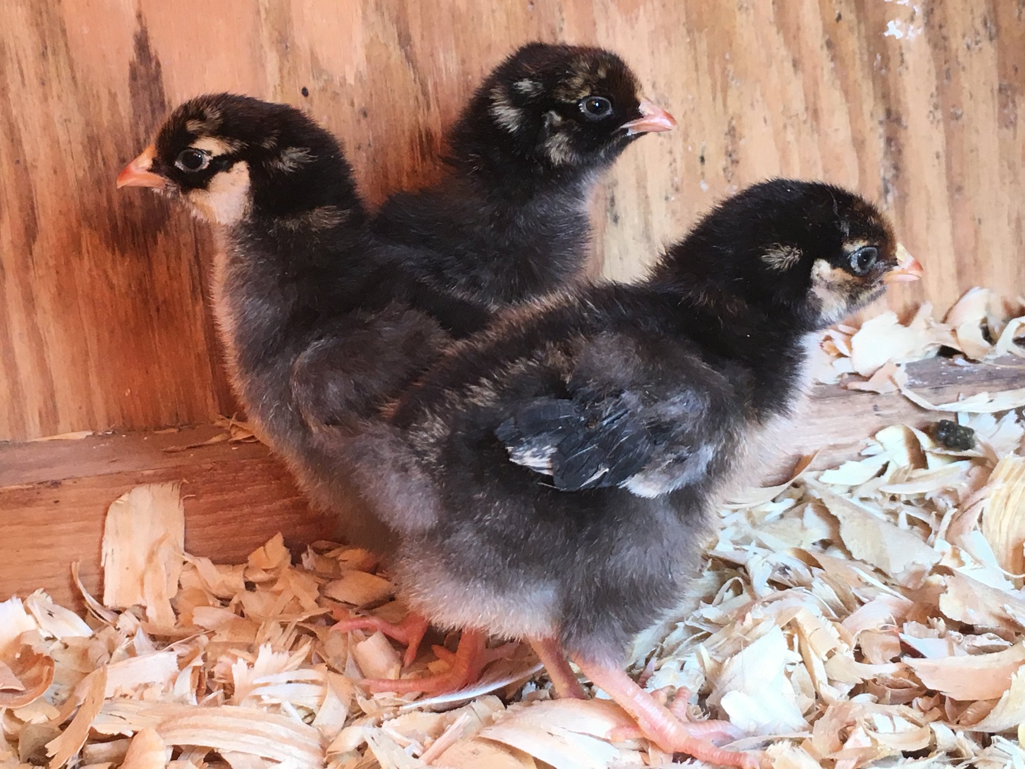GLW Chicks_5 days