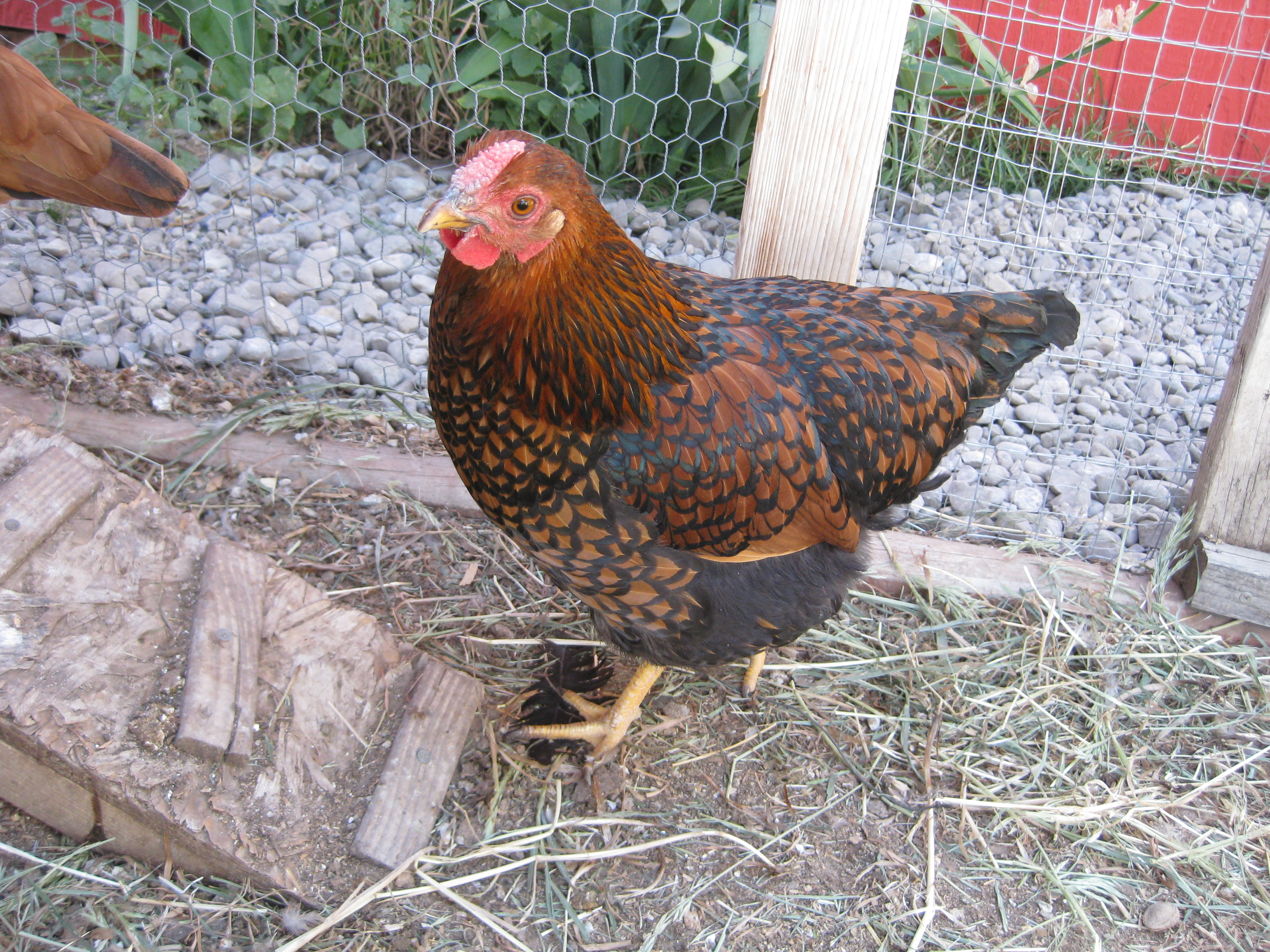 GLW pullet, 5 months old