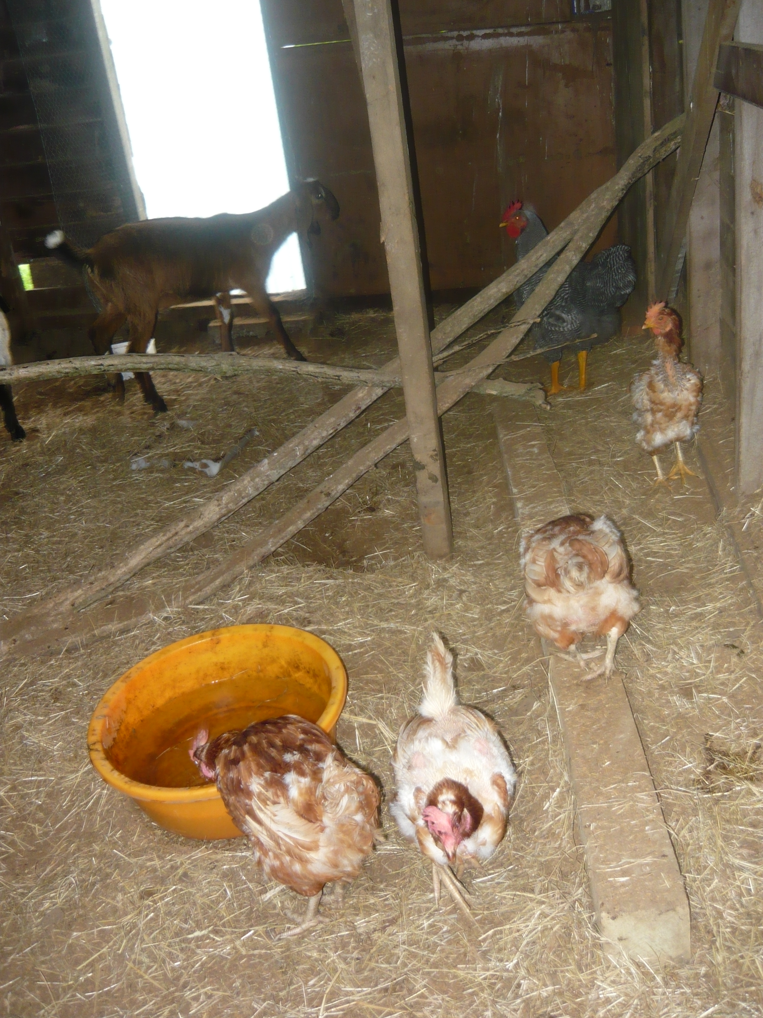 Goat invasion. Probably wondering why the chickens get the bigger shed.