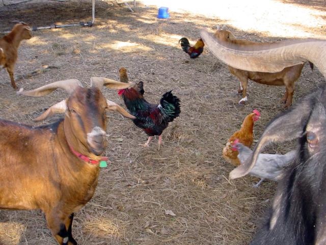 Goats and chickens.