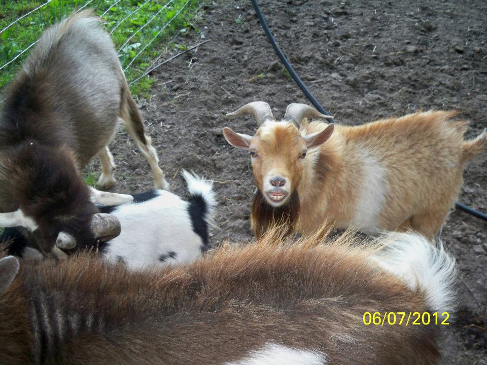 goats!