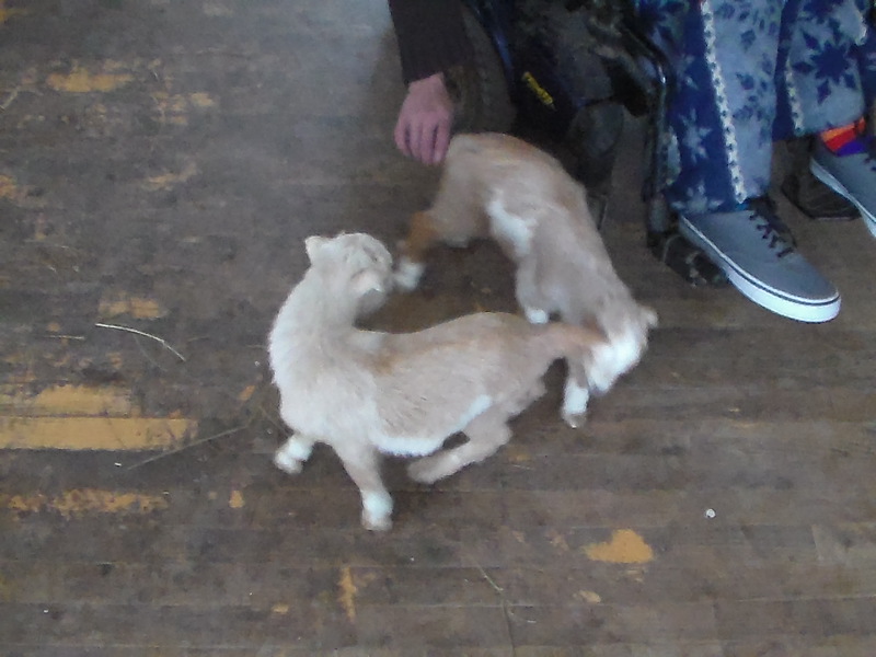 Goats