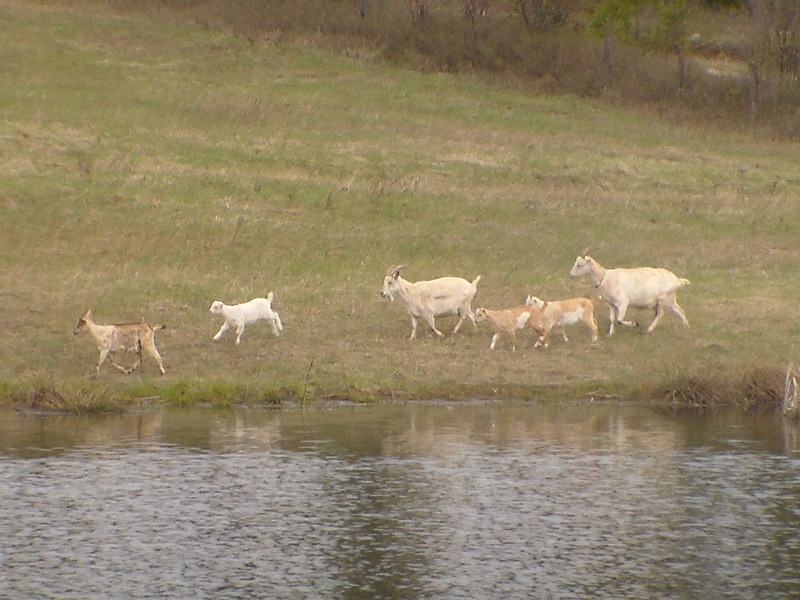 Goats