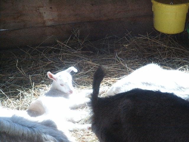 Goats