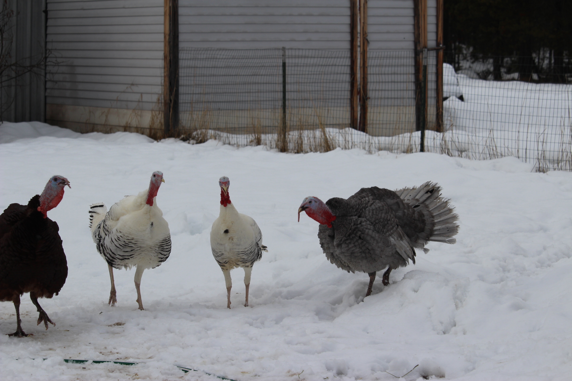 gobblers1.JPG