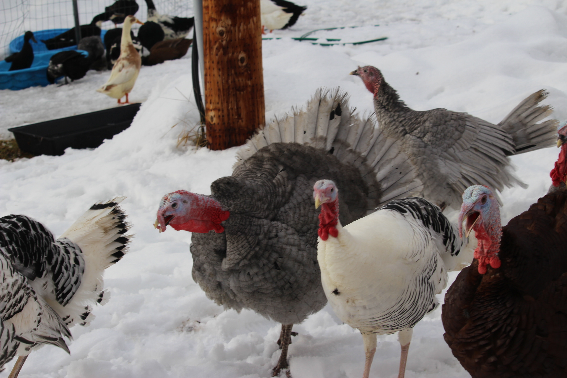 gobblers3.JPG