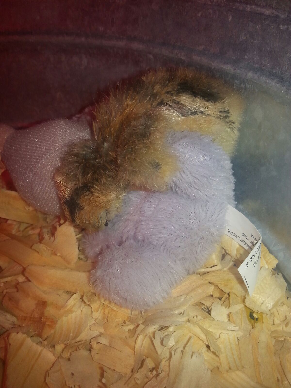 Godiva day 48hrs old asleep with her lovie rhino