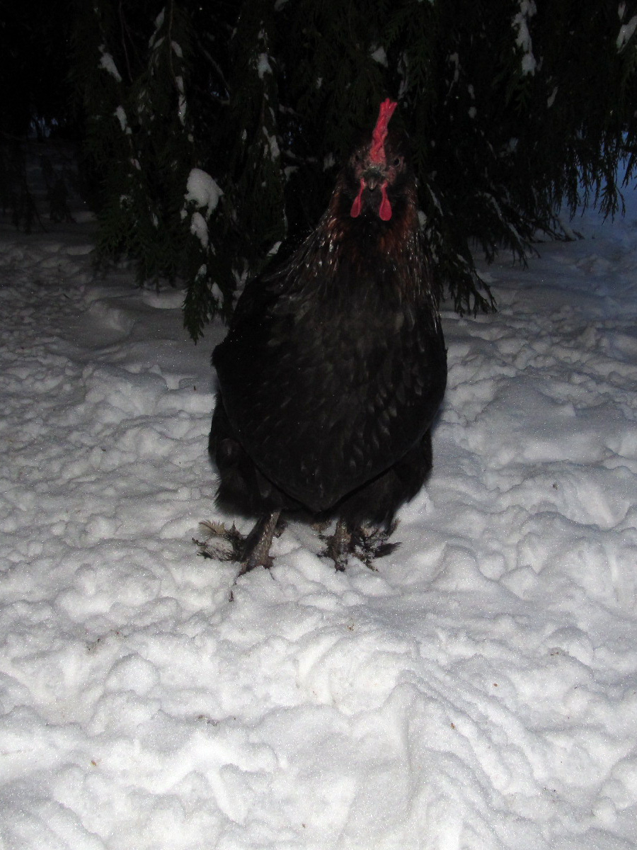 Godiva doesn't seem to mind the snow, perhaps because of her feathered feet?