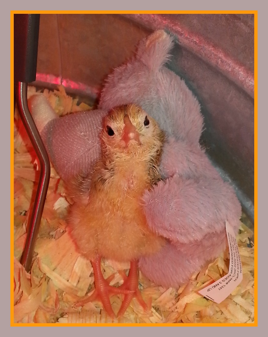 Godiva (Easter Egger) 24 hours old snuggling with her rhino