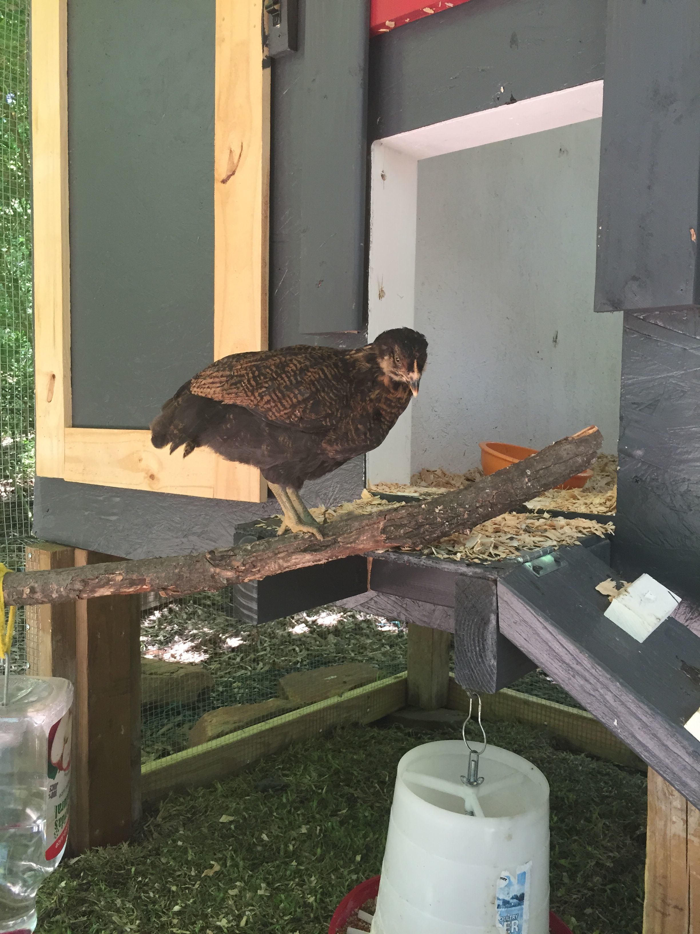 "Godiva" (EE) showing off her entrance.