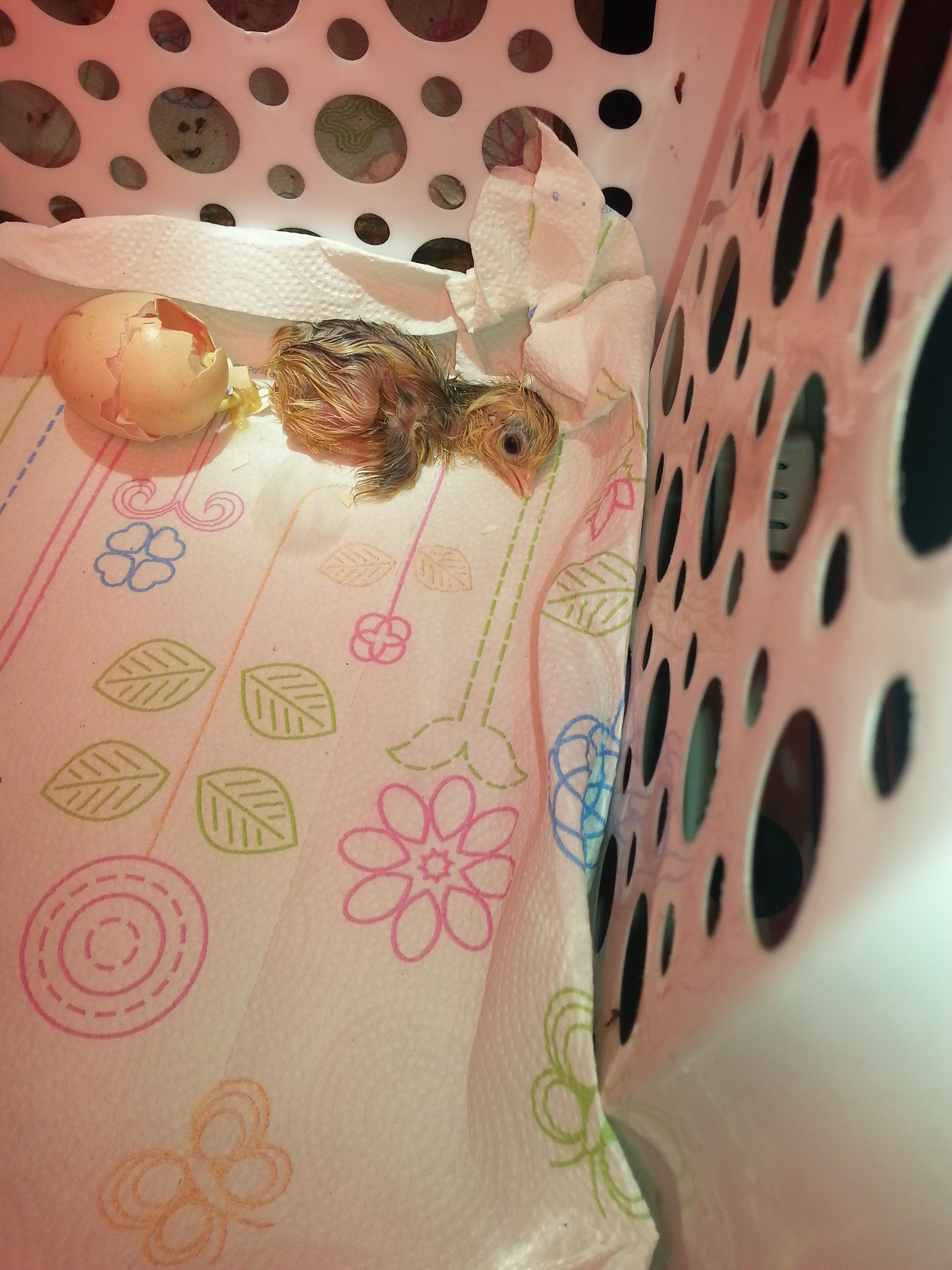 Godiva just hatched