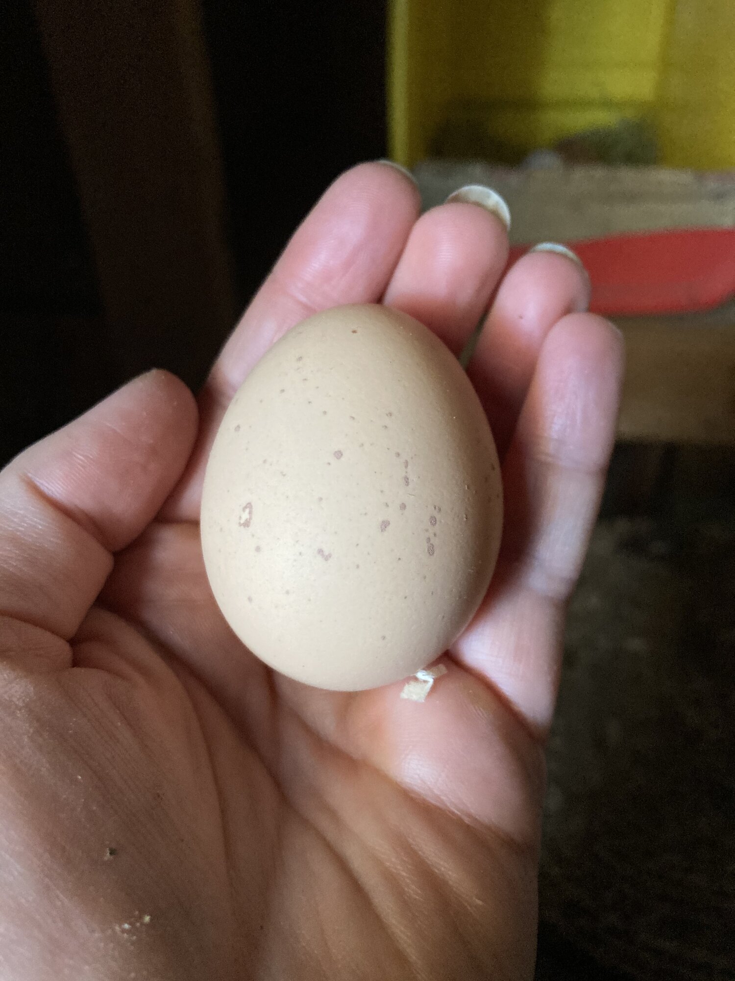 Goga’s first egg! It’s speckled like she is!