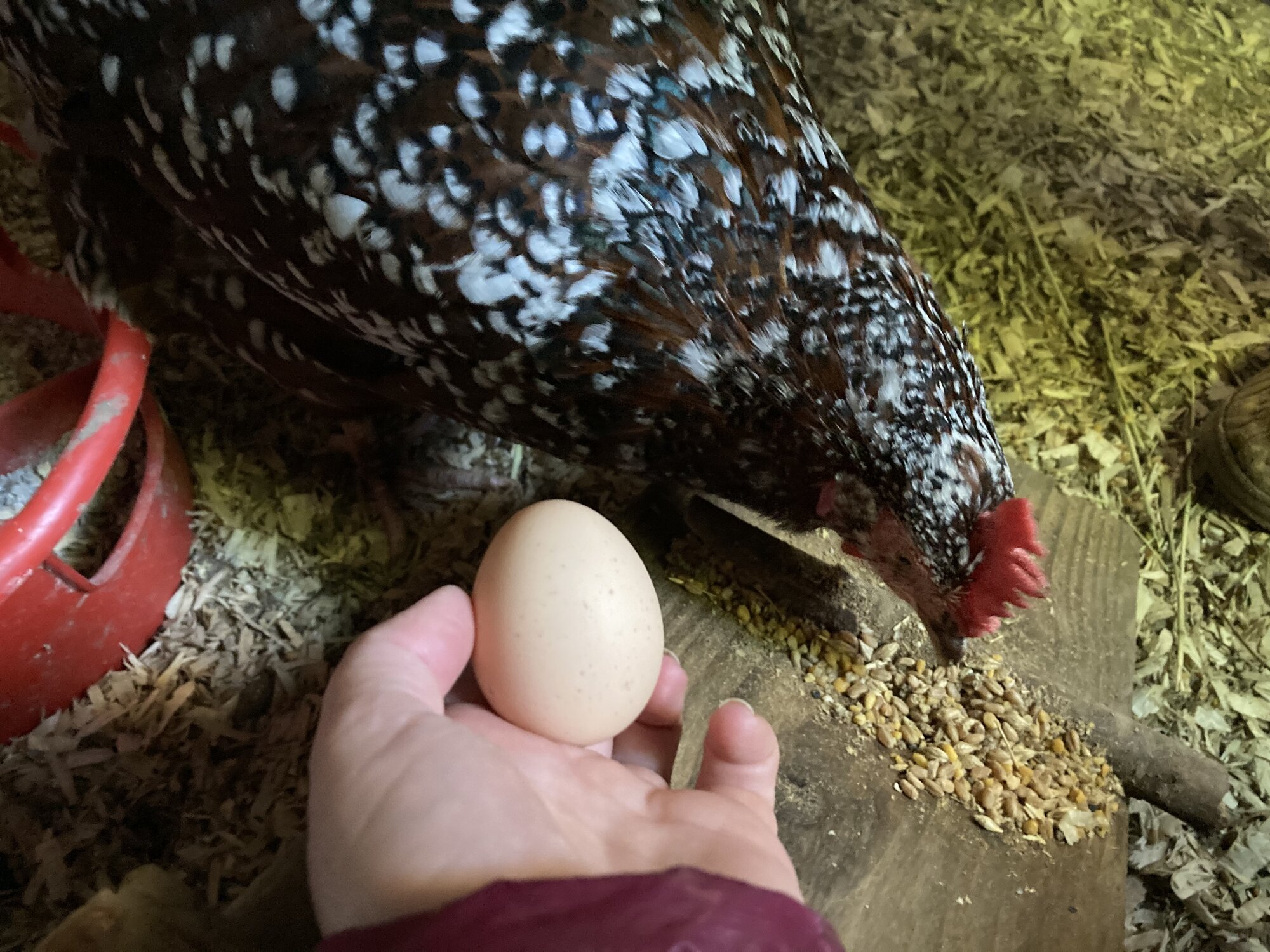 Goga and her first egg. She was too hungry to smile for the camera.