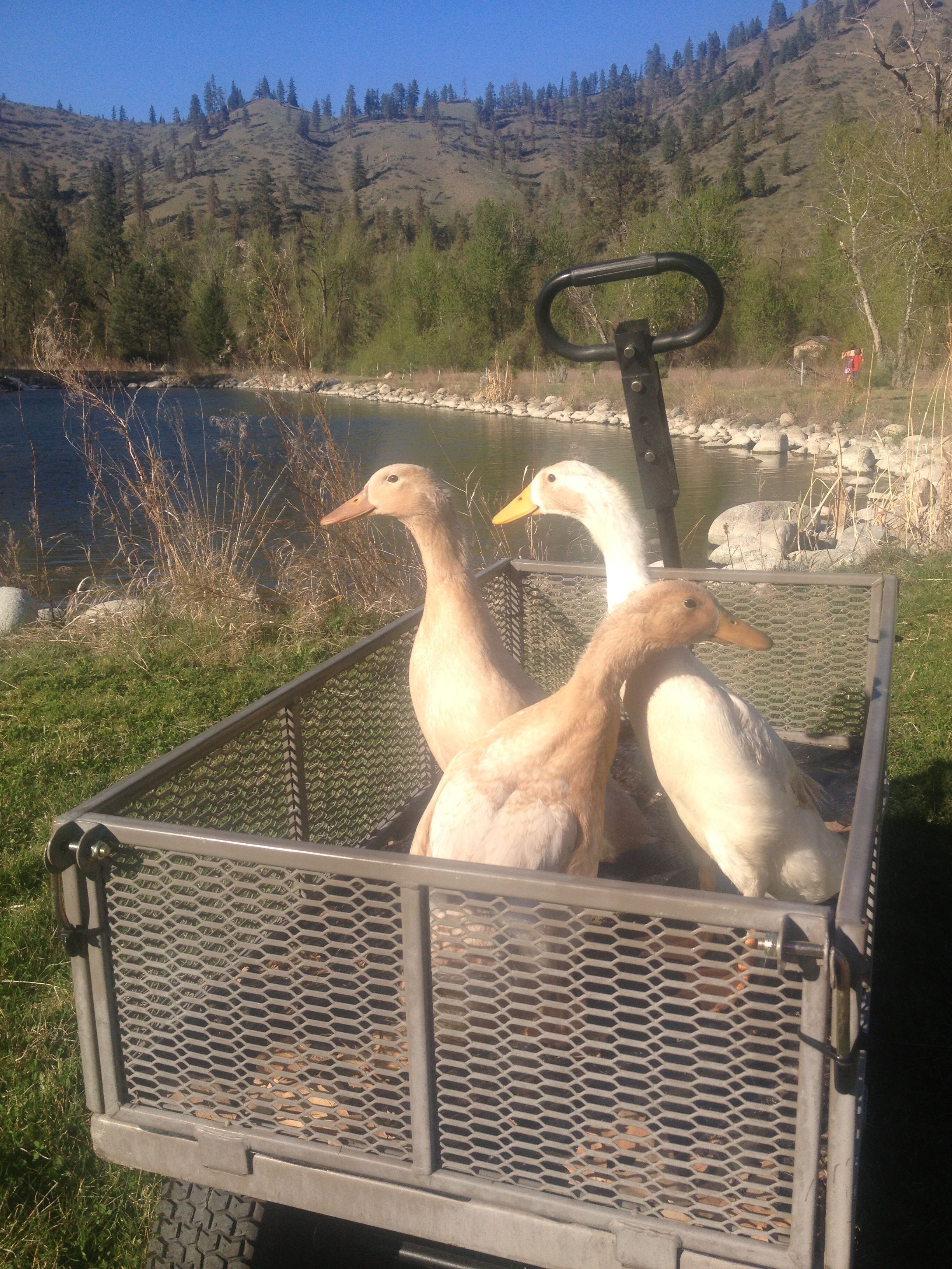 Going for a ride to the big pond on the property.