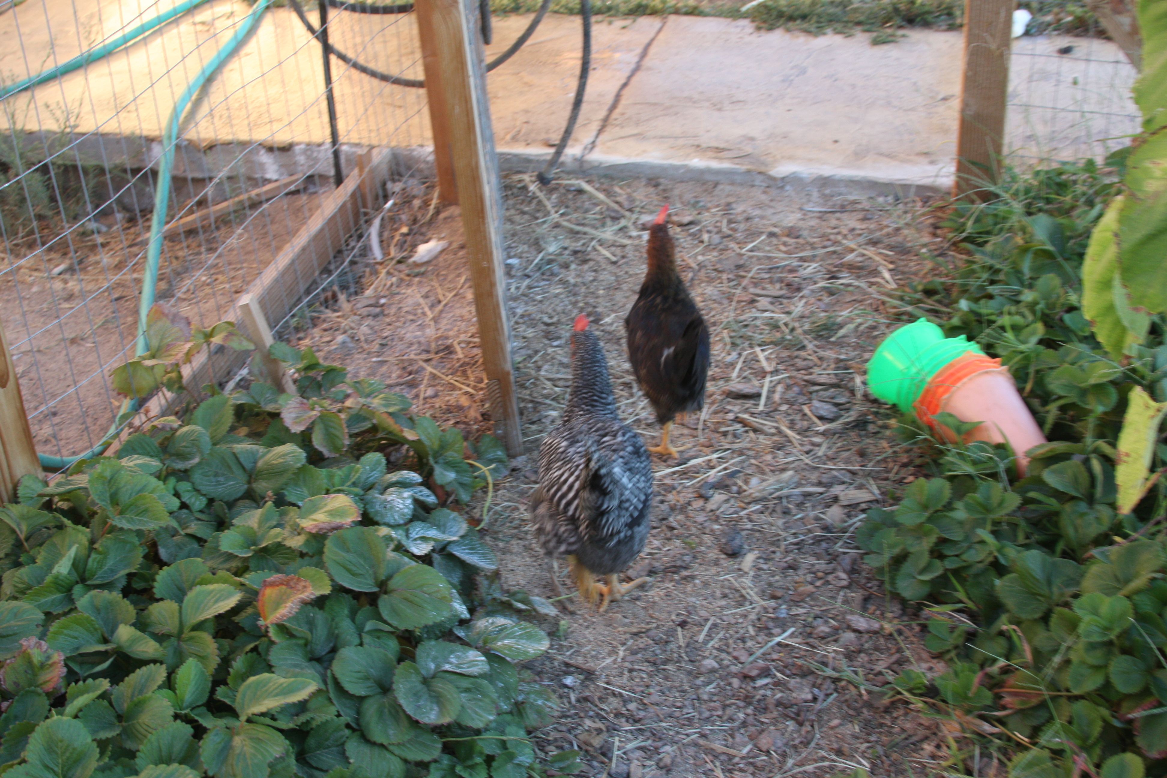 Going out of the garden into the big yard