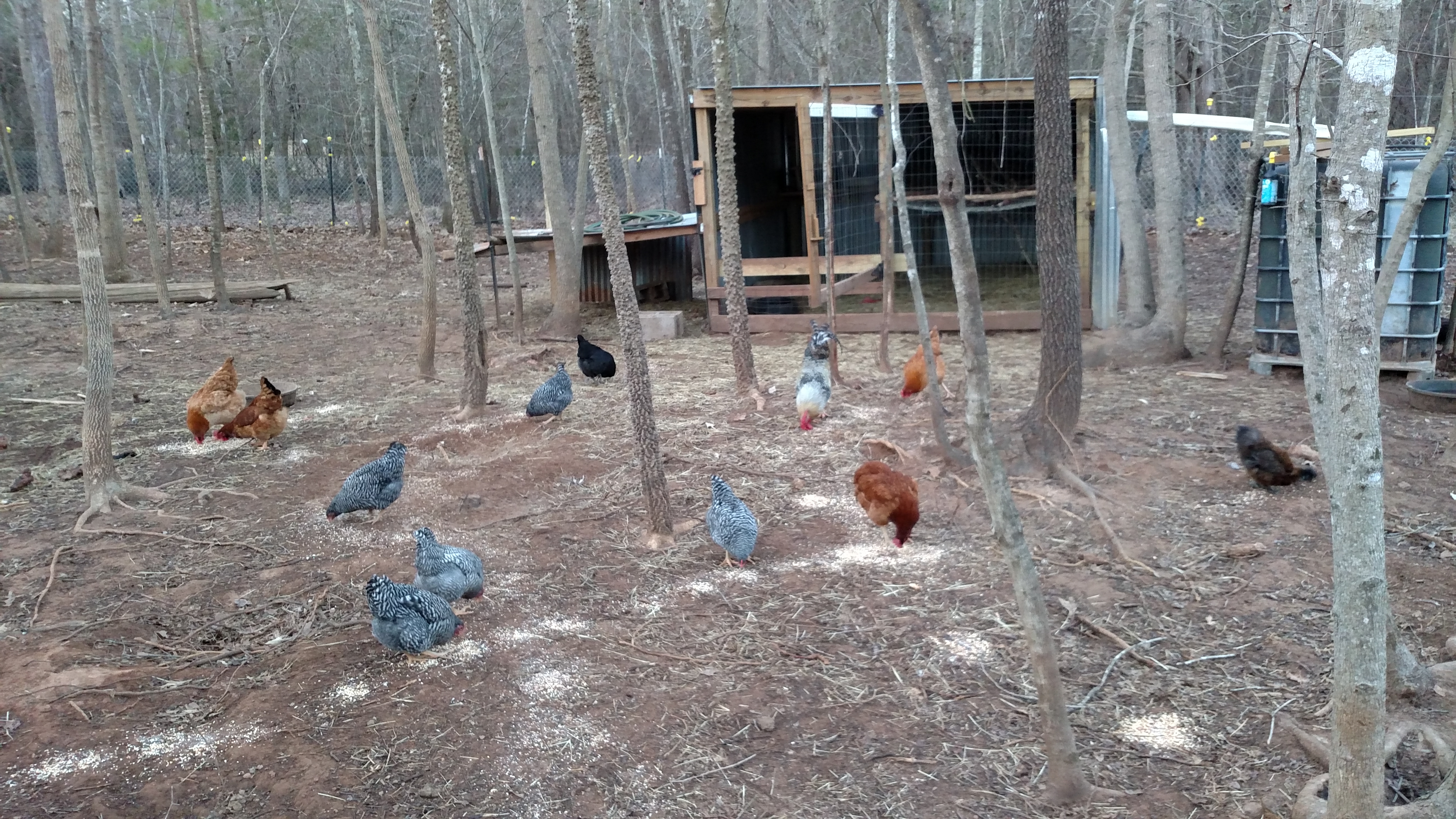 Going to have to rename this flock.  We sold pig.  Too much trouble.  Chickens seem happy about it.