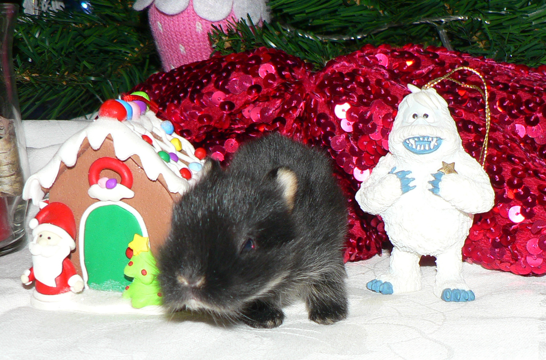 going to her new family in a few weeks