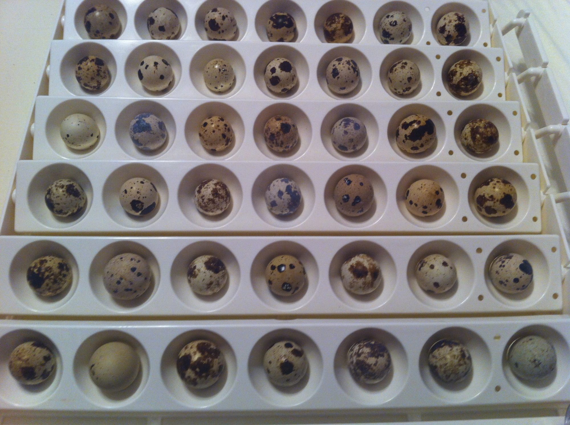 Going to start incubating quail eggs.