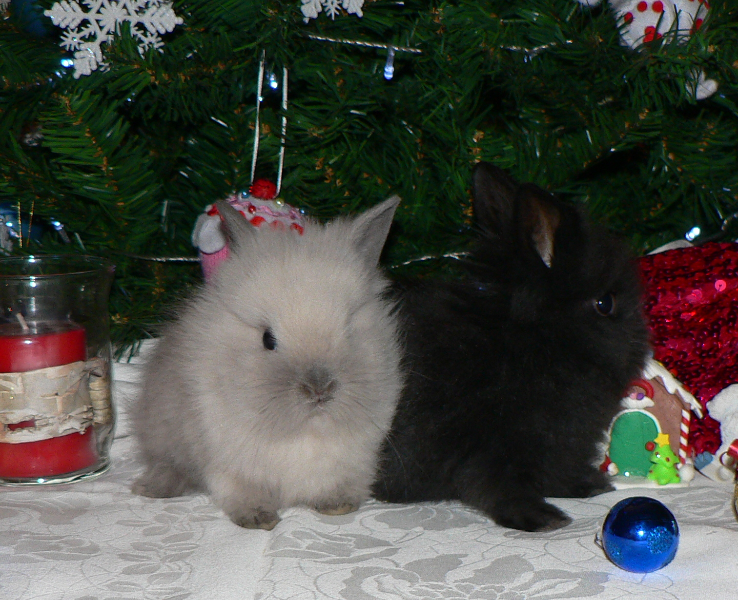 Going to their new home in a few weeks