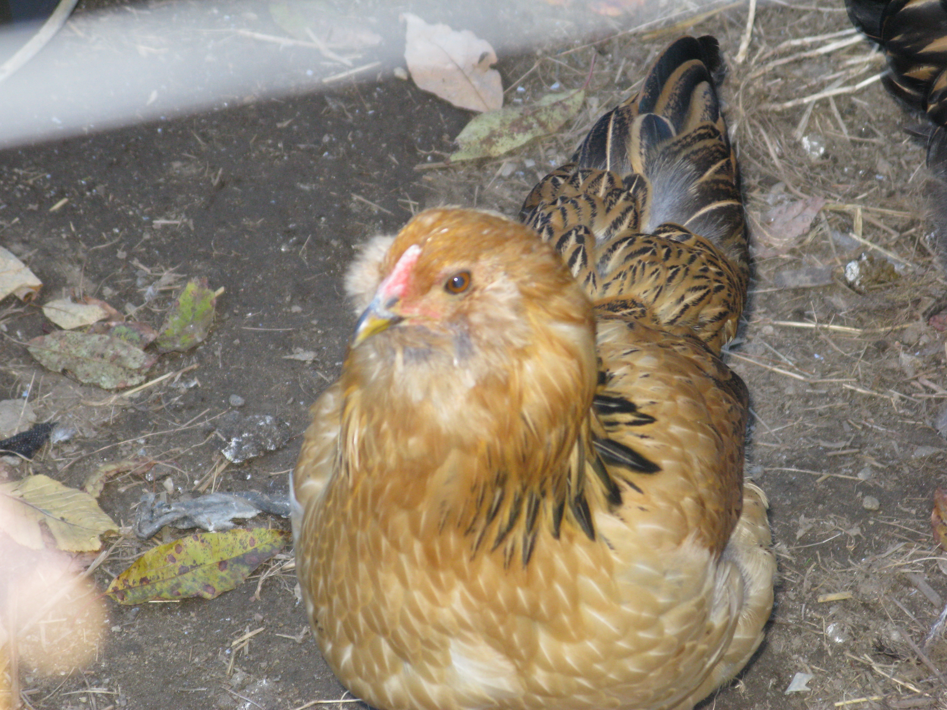 Gold Ameraucana