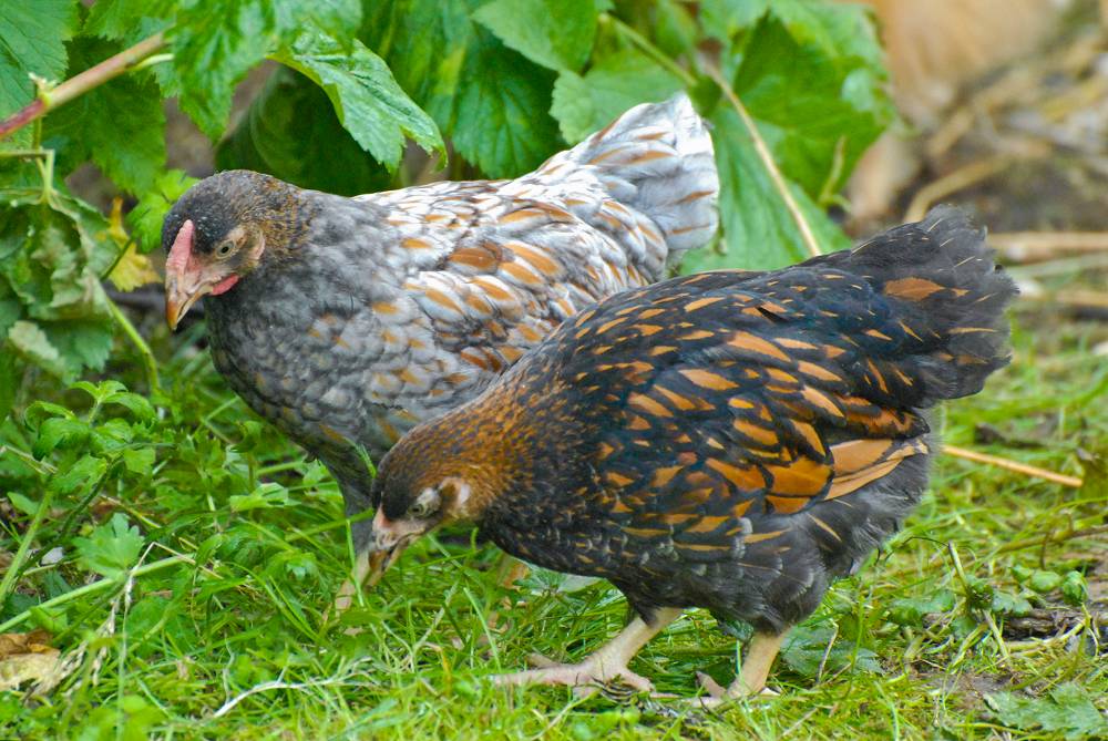 Gold and blue laced Wyandotte