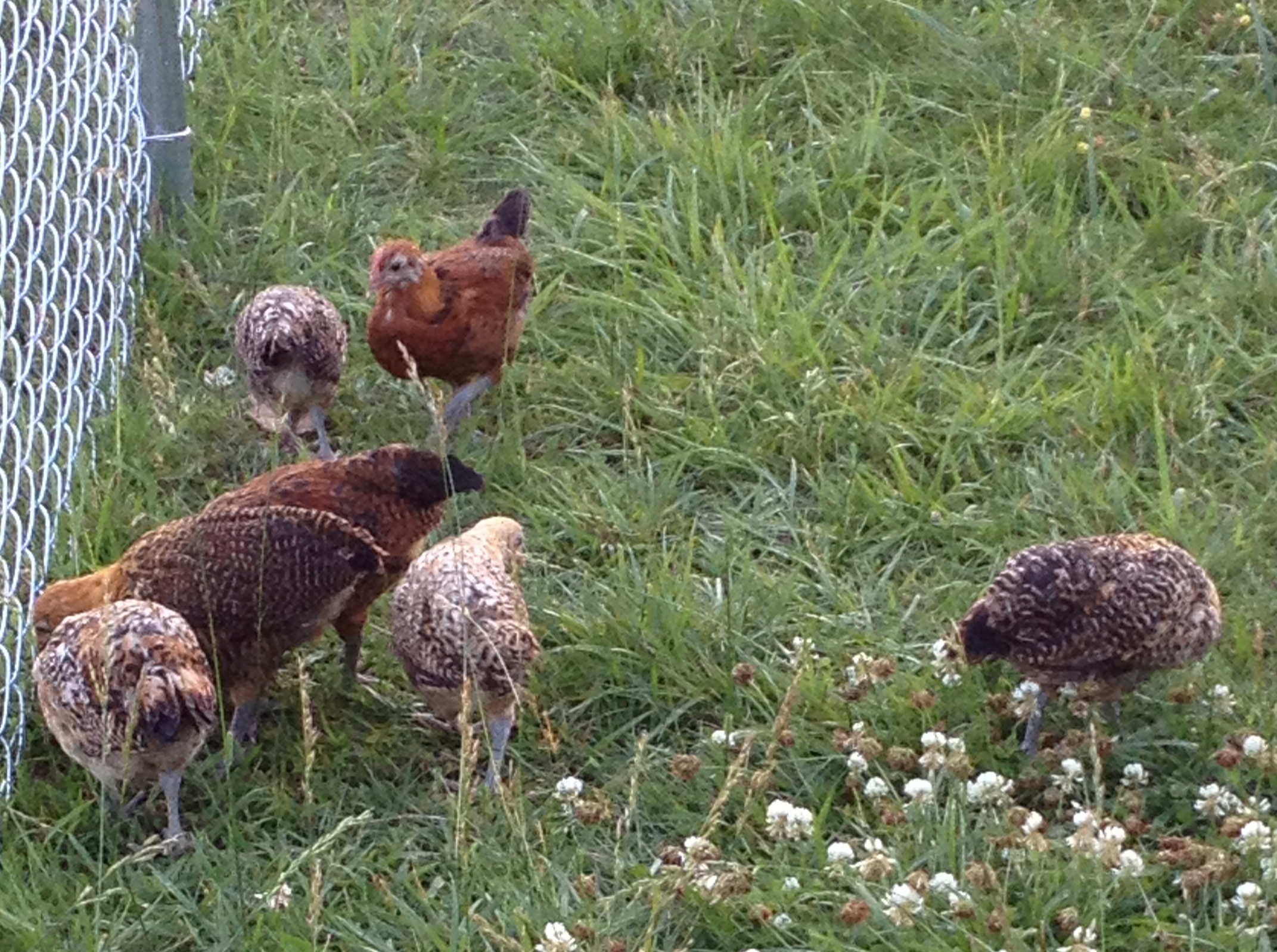 Gold and Lemon Frisian's 5-6 weeks old.