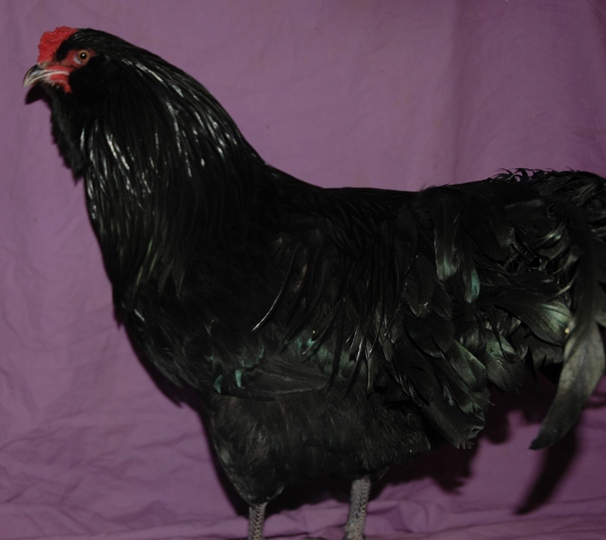 Gold Based Black Ameraucana