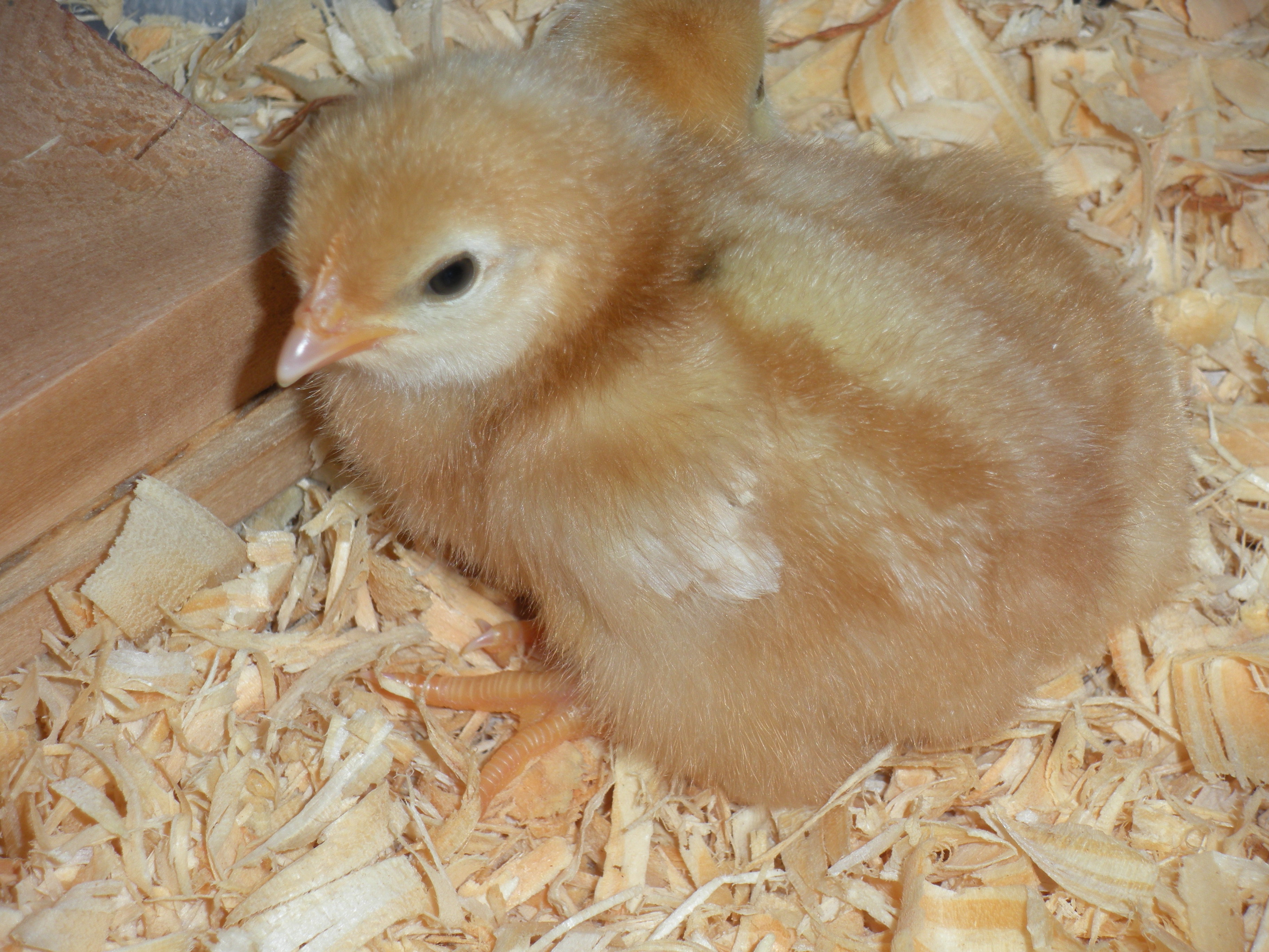 Gold Comet...2 days old. Can you resist this little cute?