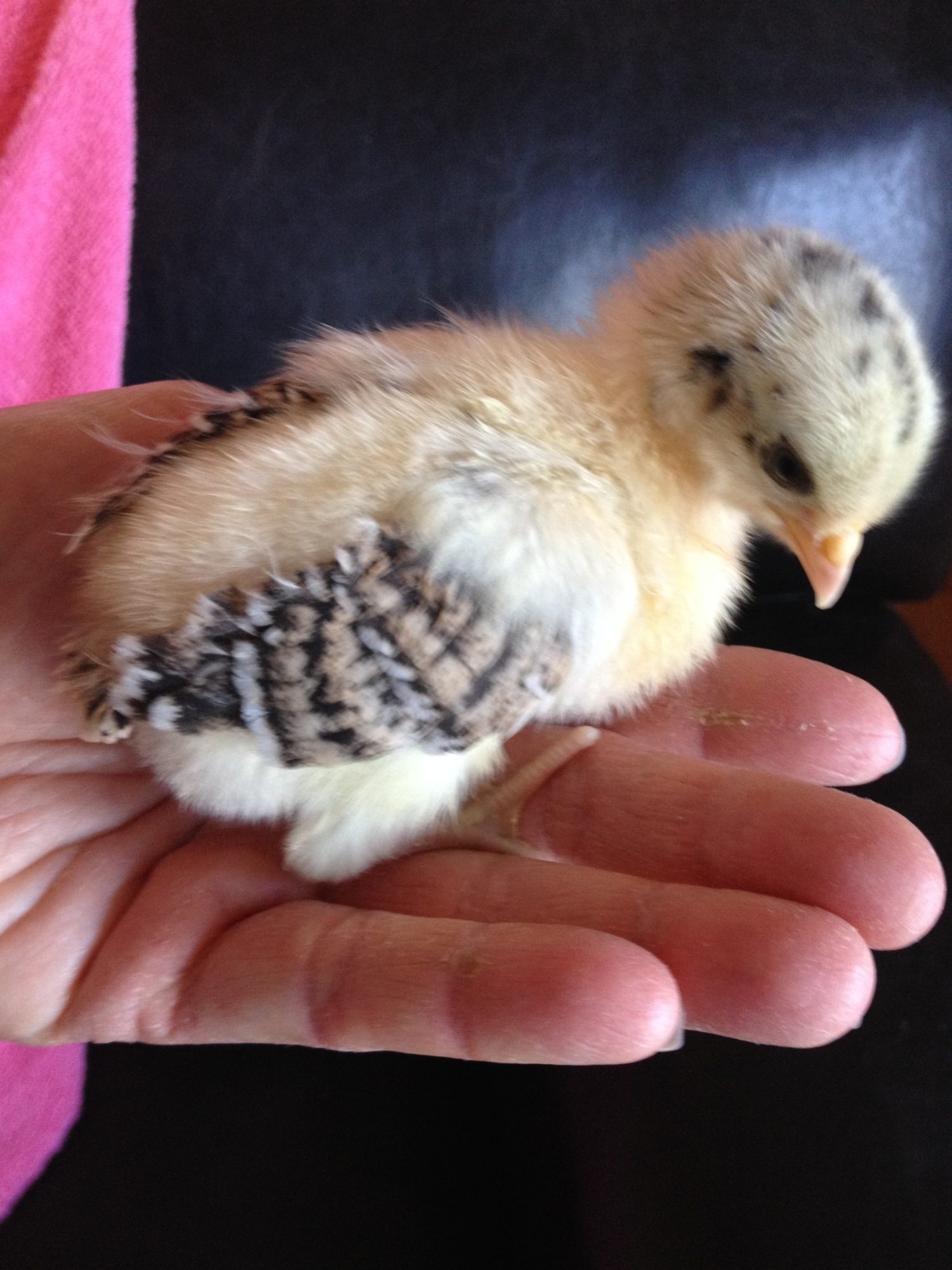 Gold Frisian Gull-2weeks.